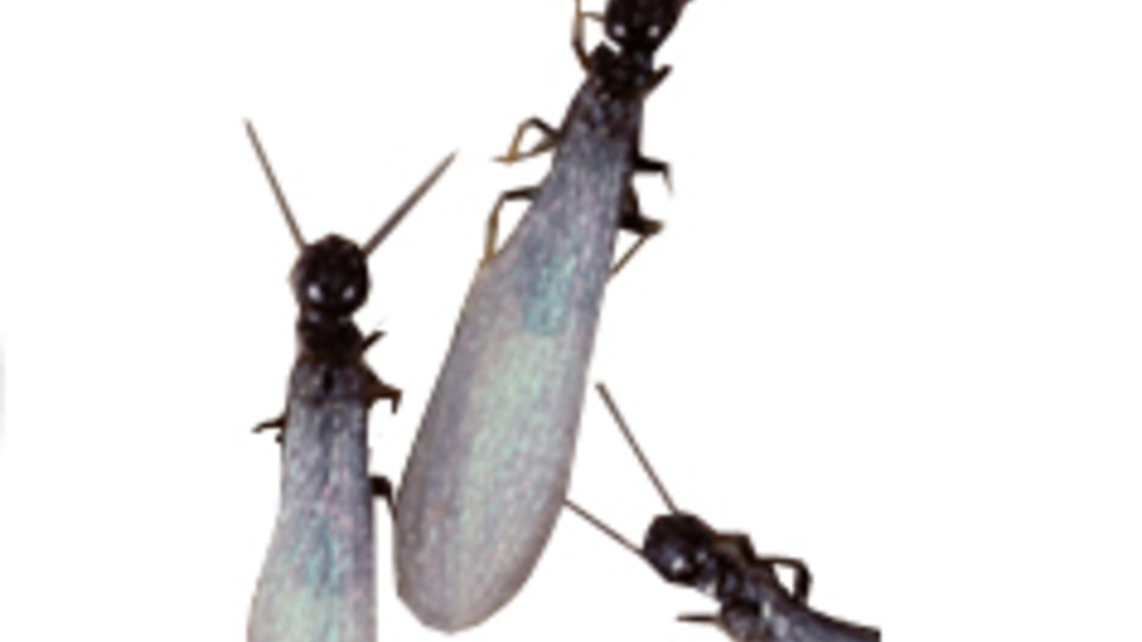 Look for mud tunnels along your foundation and pin holes in the wall if you think you have termites.