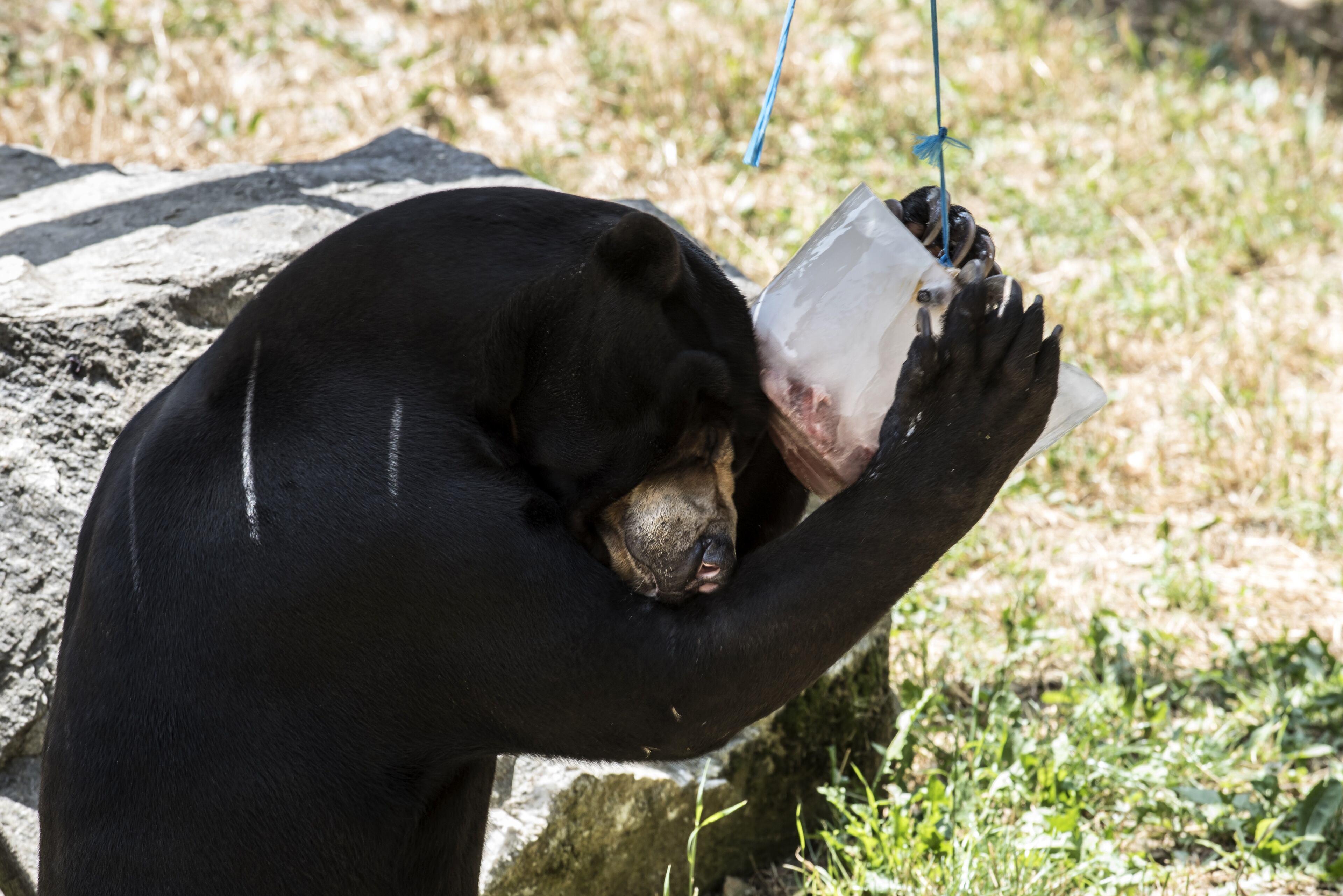 A bear cools itself with a block of ice at Saint-Martin-la-Plaine Zoo, southeastern France, on July 2, 2015 as a blistering heatwave sweeps through Europe. (Photo: JEAN-PHILIPPE KSIAZEK/AFP/Getty Images)