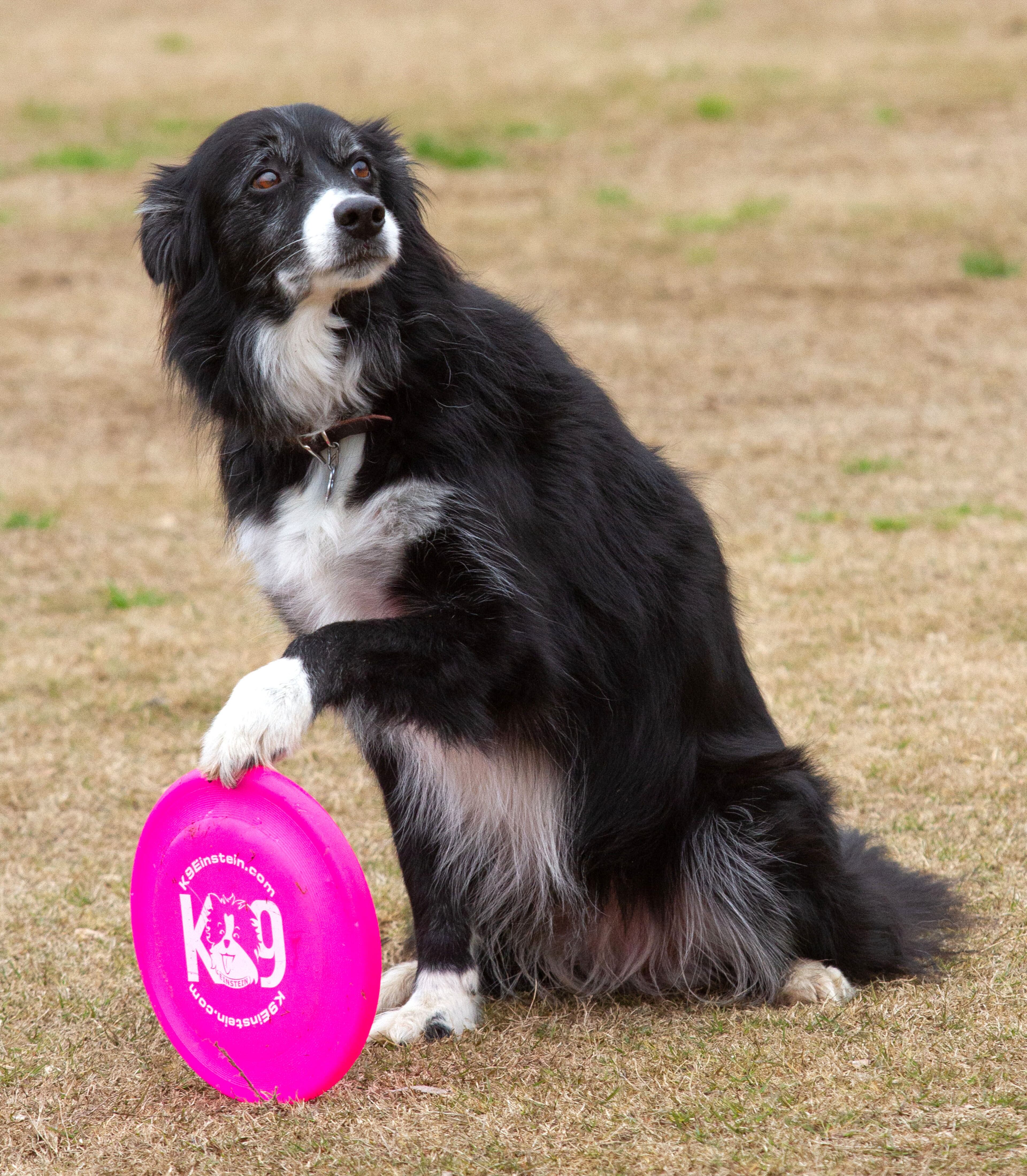 Troy McConaughey's Border Collie, Ally, balances a frisbee during a Disk Dog demonstration at The Rescue Dog Games at Piedmont Park on Sunday, March 10, 2019. STEVE SCHAEFER / SPECIAL TO THE AJC