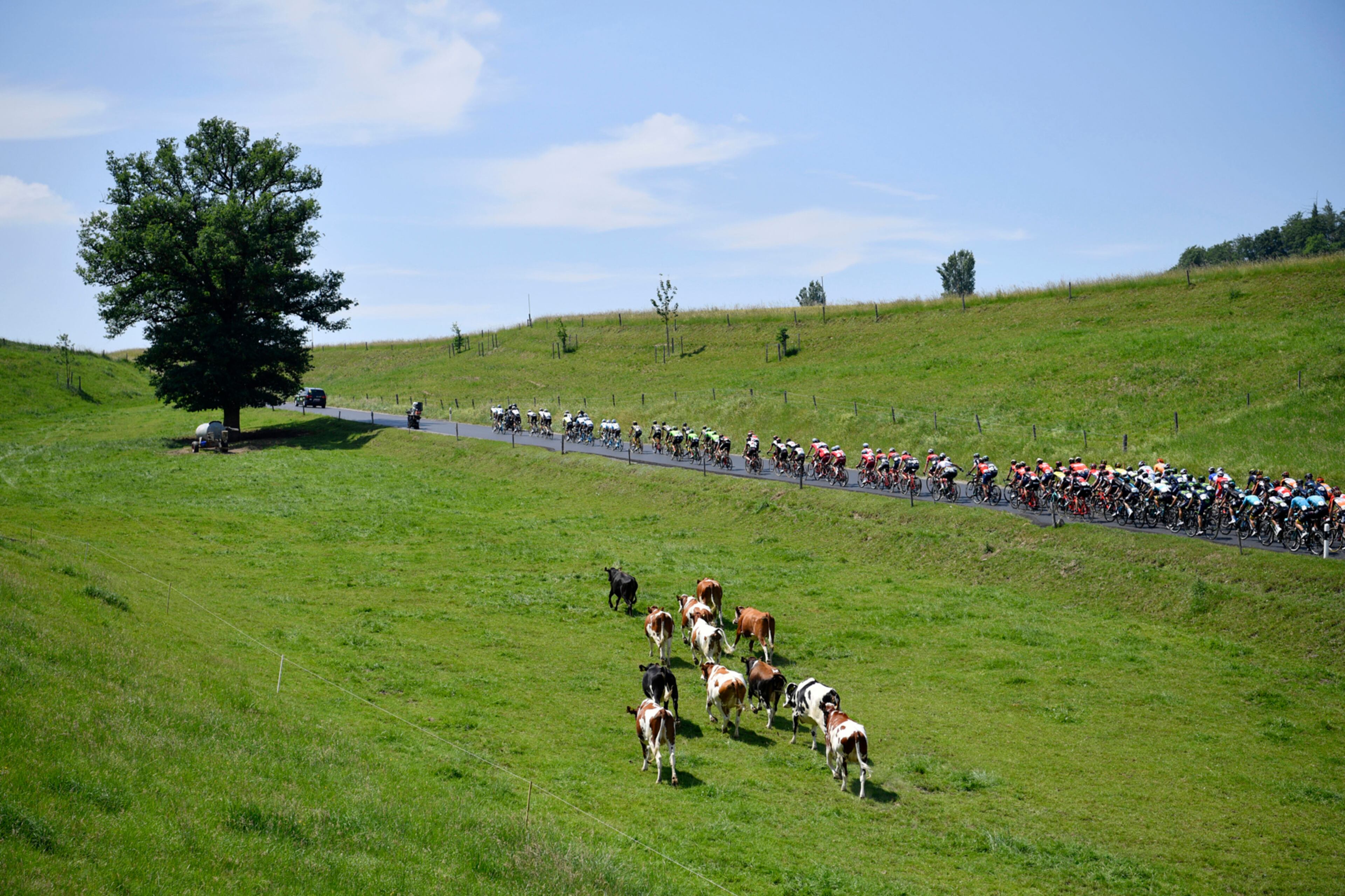 The peloton rides past cows near the village of Roemerswil during the 4th stage, a 150,2 km race from Bern to Villars-sur-Ollon, Switzerland, at the 81st Tour de Suisse UCI ProTour cycling race, on Tuesday, June 13, 2017. (Gian Ehrenzeller/Keystone via AP)