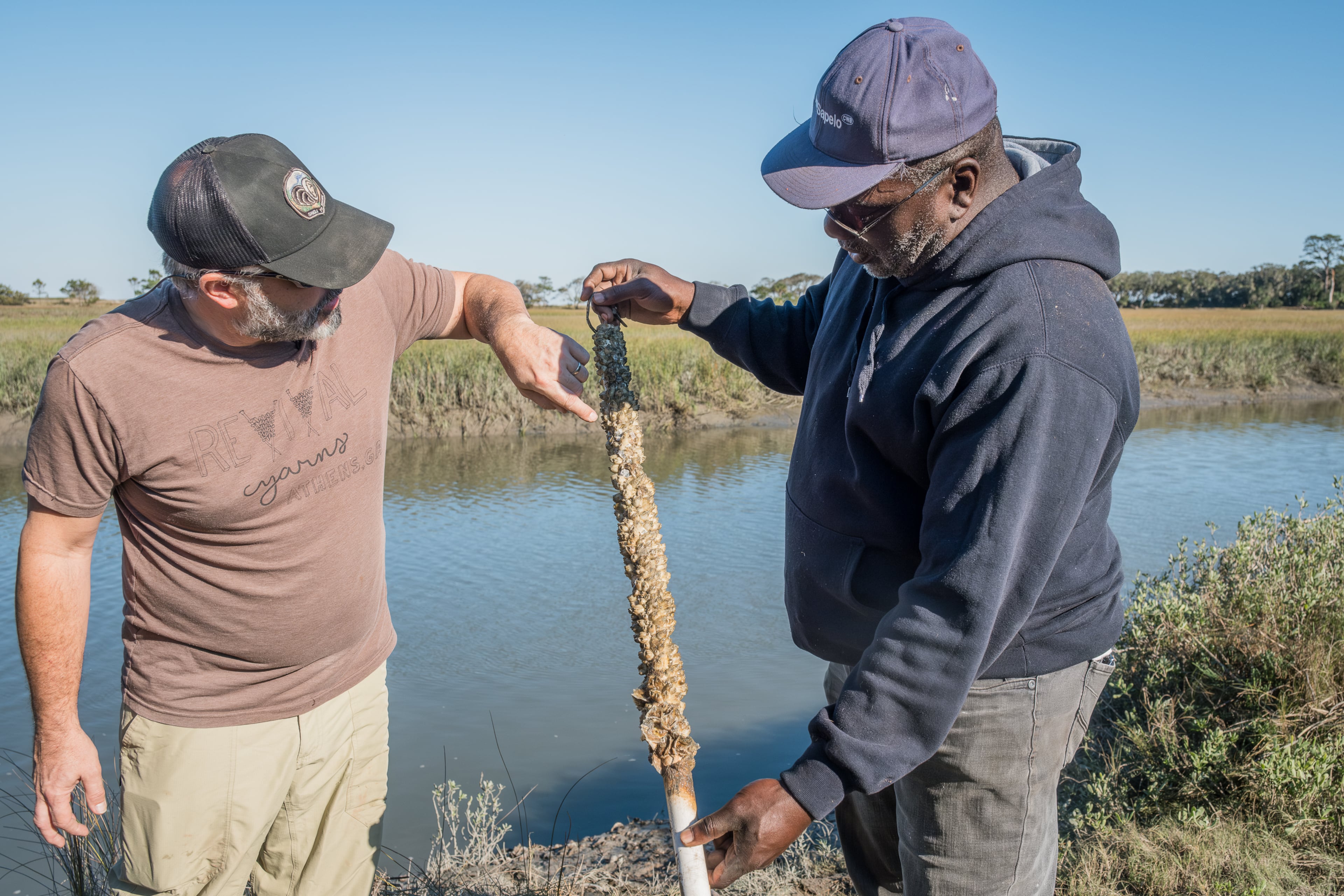 Professor C. Brock Woodson (left) and Maurice Bailey inspect a spat stick gathered from the marsh on Sapelo Island. (Justin Taylor for the AJC)