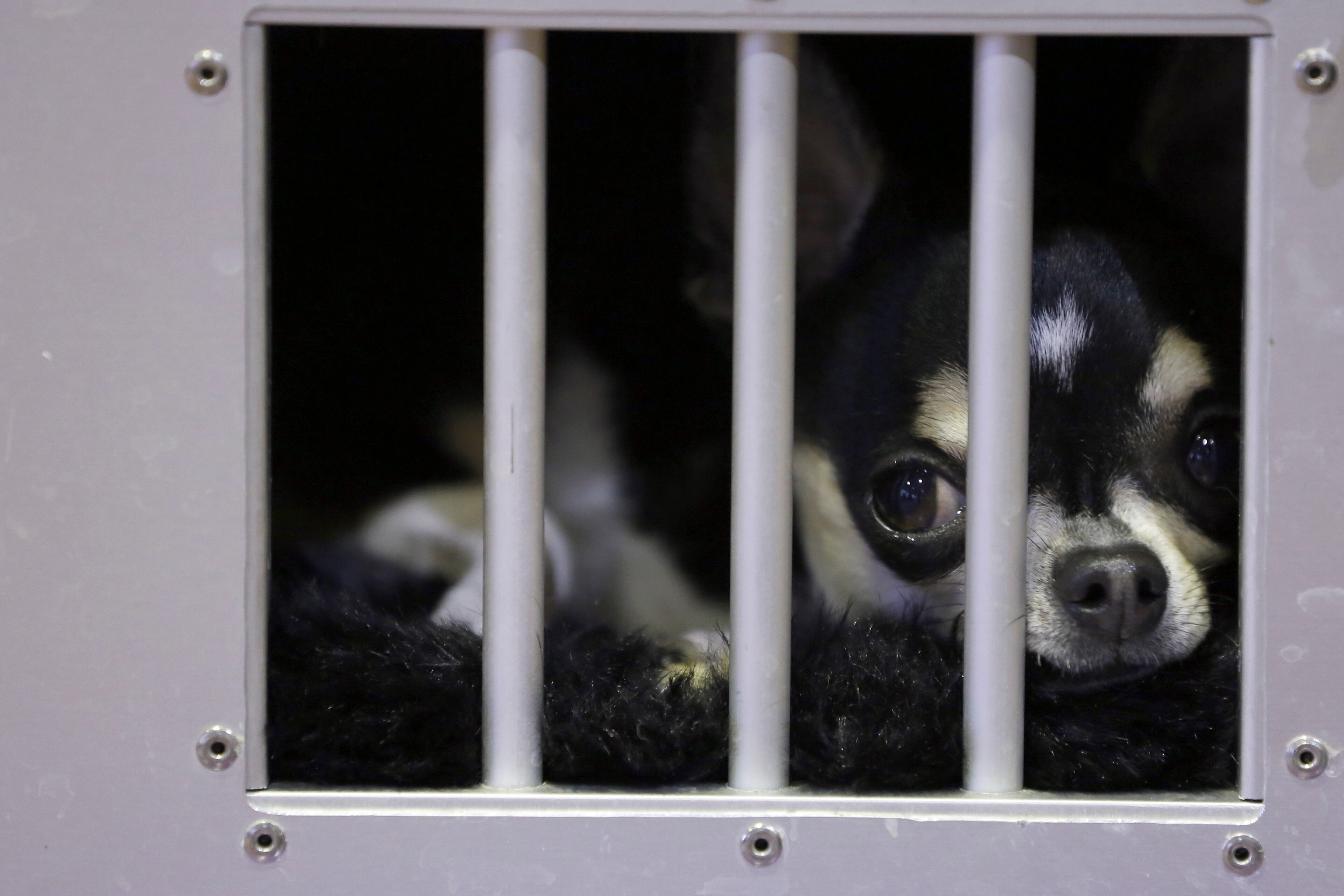 A smooth coat Chihuahua waits in his cage in the benching area during the 137th Westminster Kennel Club dog show, Monday, Feb. 11, 2013 in New York. (AP Photo/Mary Altaffer)