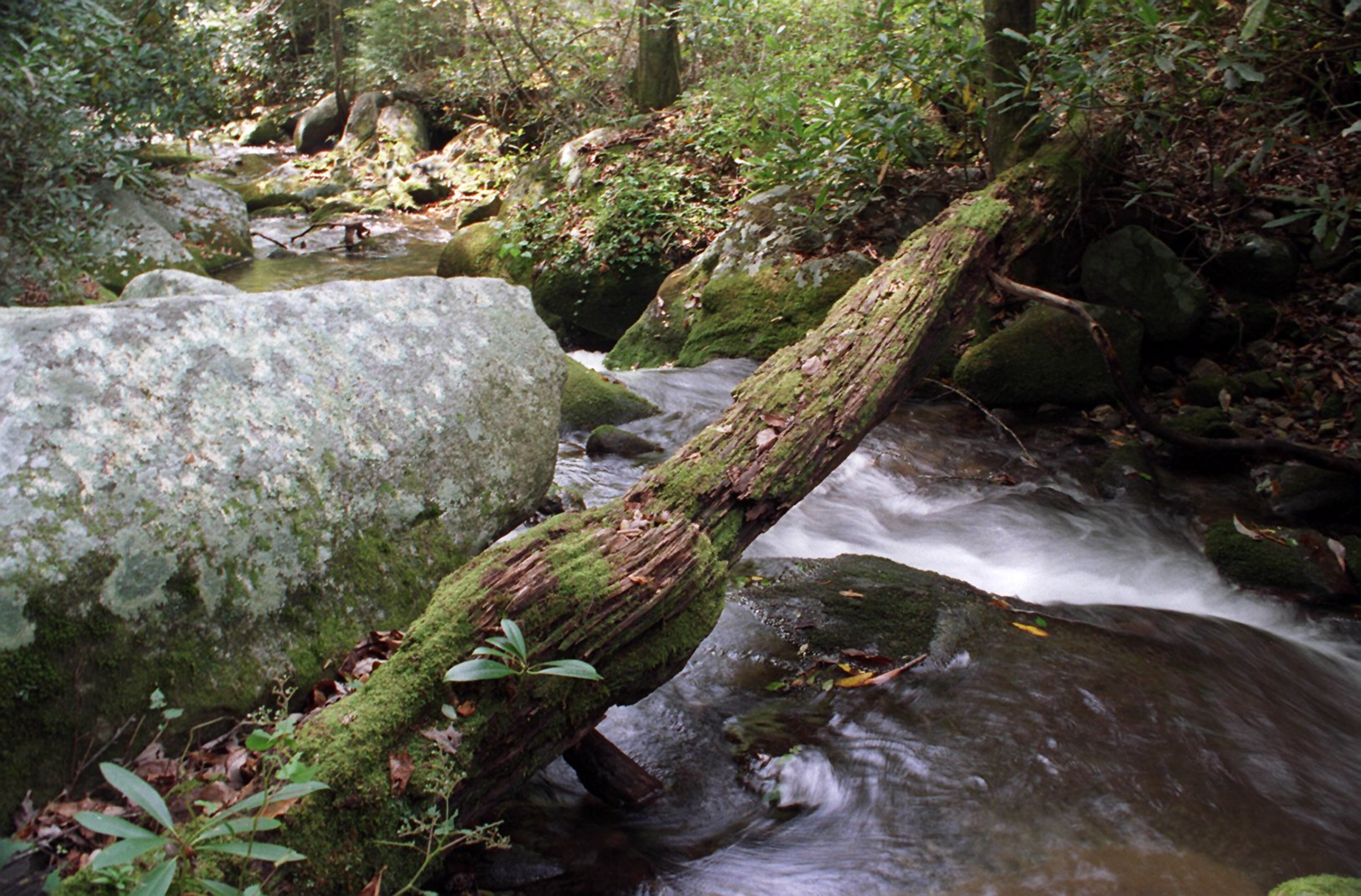 A fallen trunk of a chestnut tree spans across a creek in the mountains near Dillard, GA. A blight came through the forst in the 1930s and wiped out the population of old growth chestnut trees, leaving the dead trees to topple over in the forest. Some were logged off after they died. (AJC Staff Photo/Kimberly Smith) 10/96
