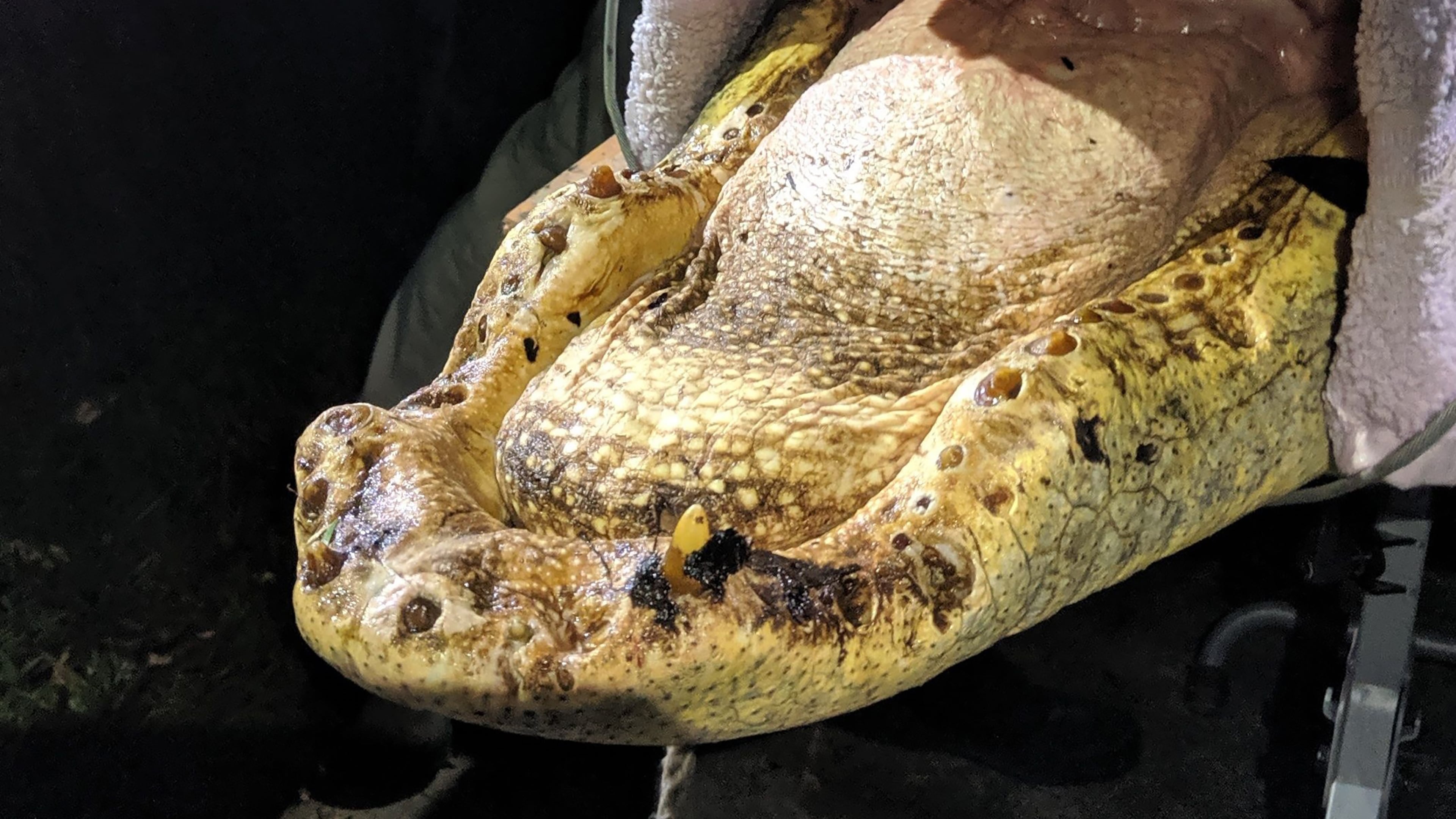 This alligator, caught in the Okefenokee, has lost its teeth. Researchers don't know why. (UGA Marine Extension and Georgia Sea Grant)