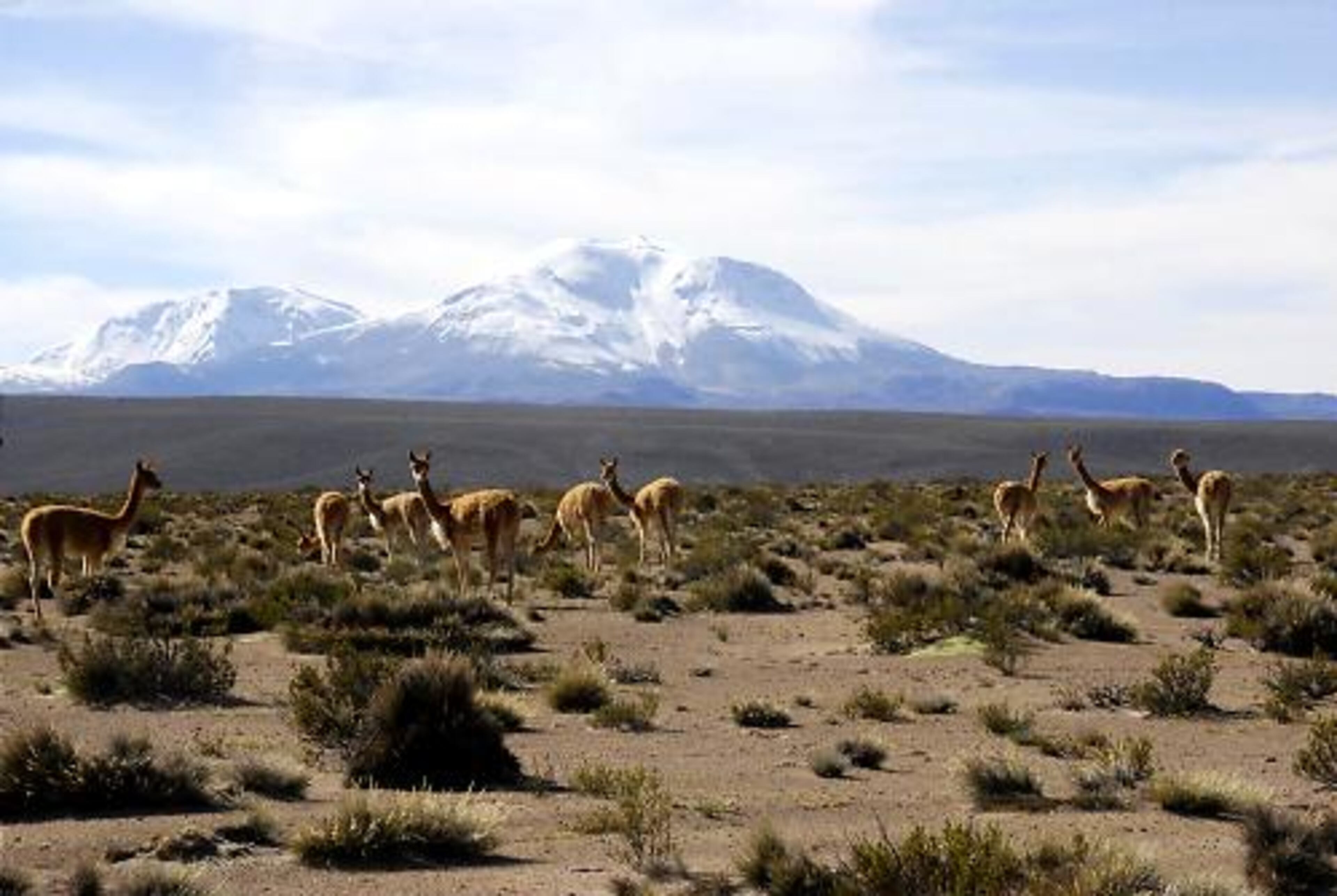 The vicua is the smallest of the American camelids. Once nearly extinct from over-hunting, tens of thousands now roam freely in the Reserva Nacional Las Vicu-as.