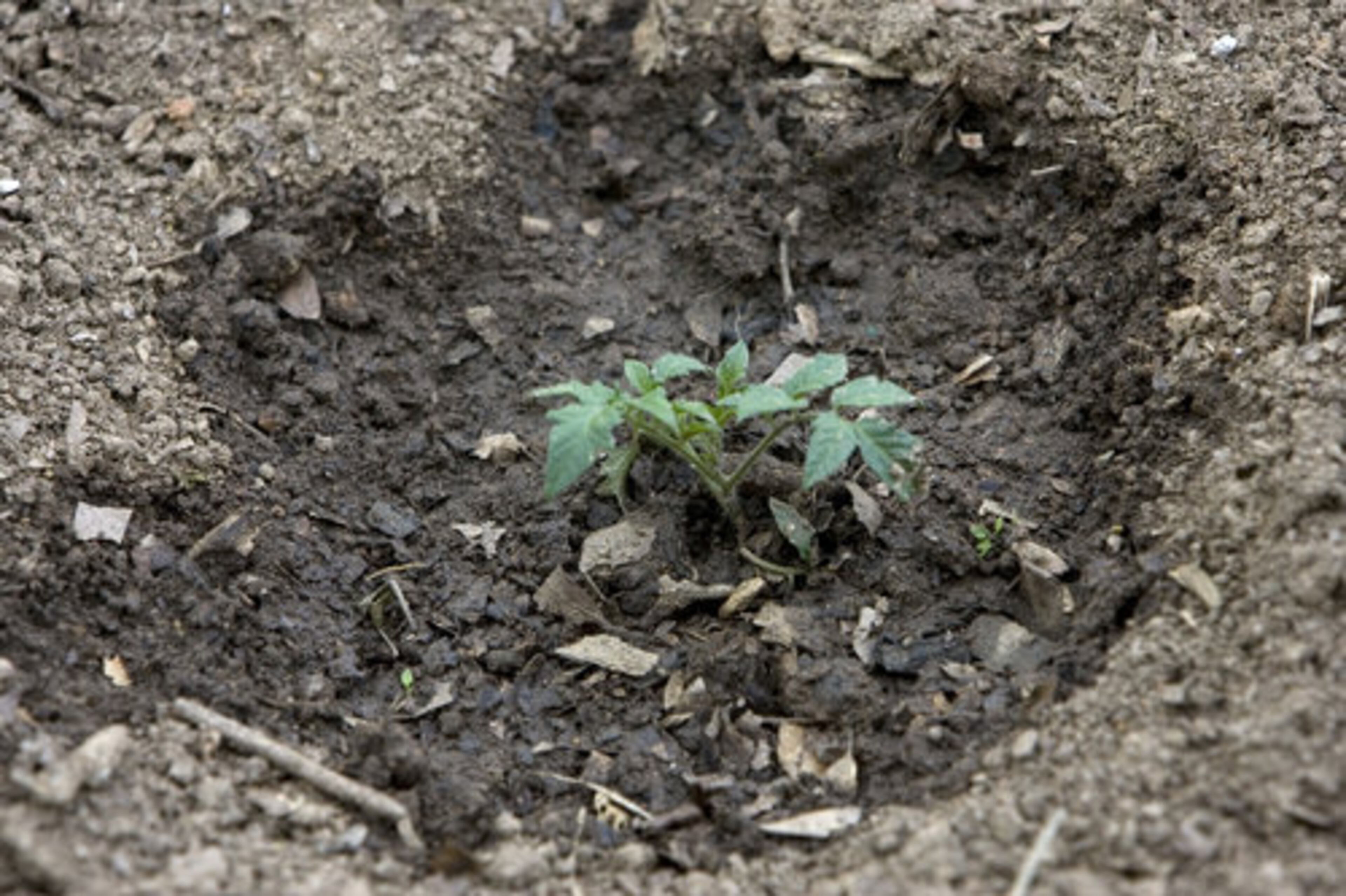 A freshly planted tomato plant in the community garden at Decatur Christian Towers.