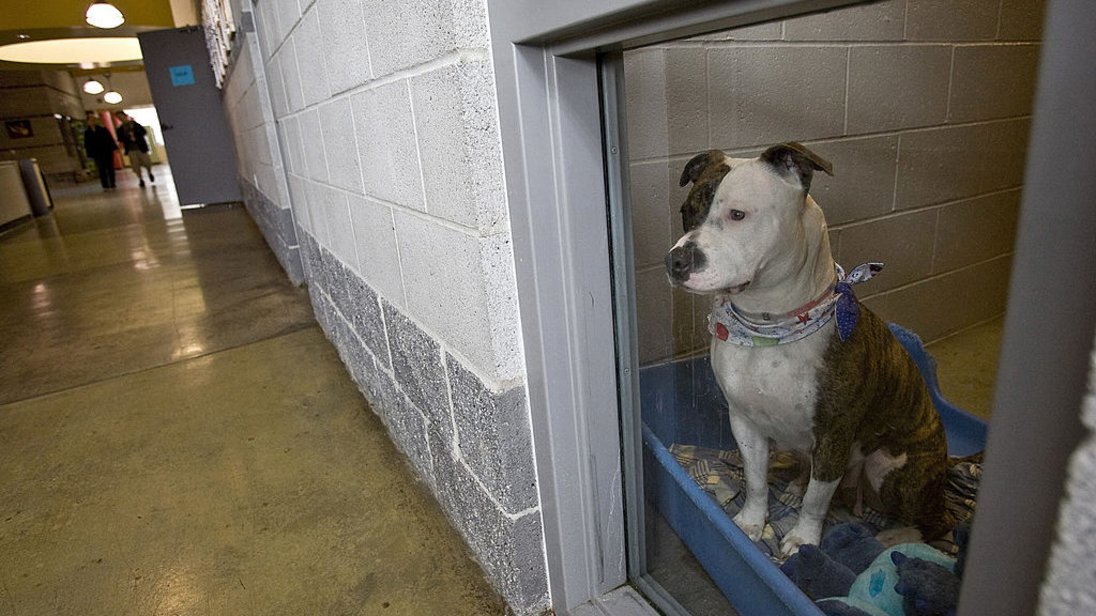 An American Staffordshire Terrier, similar to the one recently adopted after spending 1,001 days in a Fresno, California animal shelter.