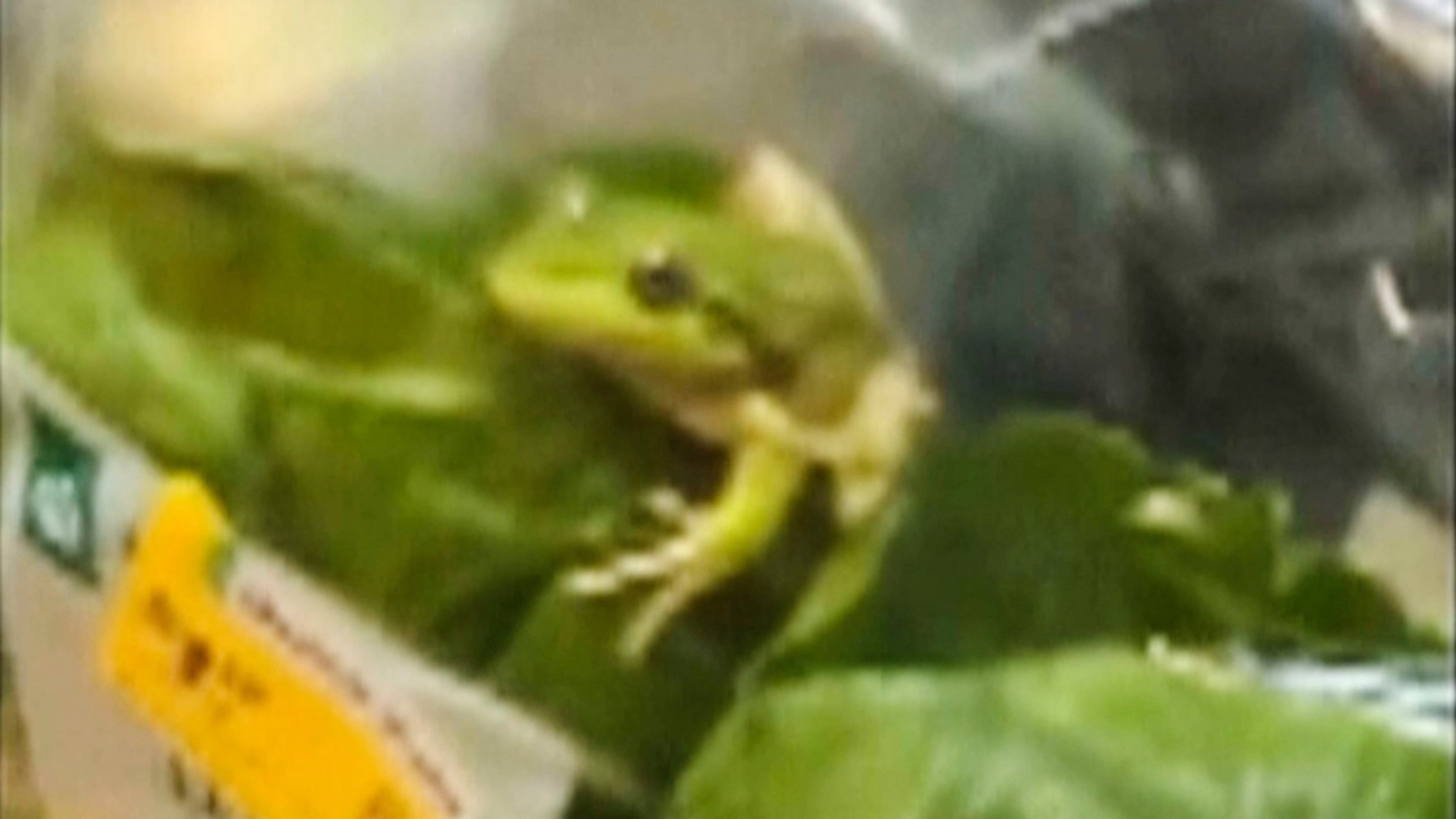 In this photo taken from video provided by Laura Jones, Billy Le Pine, Rhys Smoker and Lilli Ashby, a frog sits inside a salad bag in Esperance, Australia, on May 16, 2026. (Laura Jones, Billy Le Pine, Rhys Smoker and Lilli Ashby via AP)