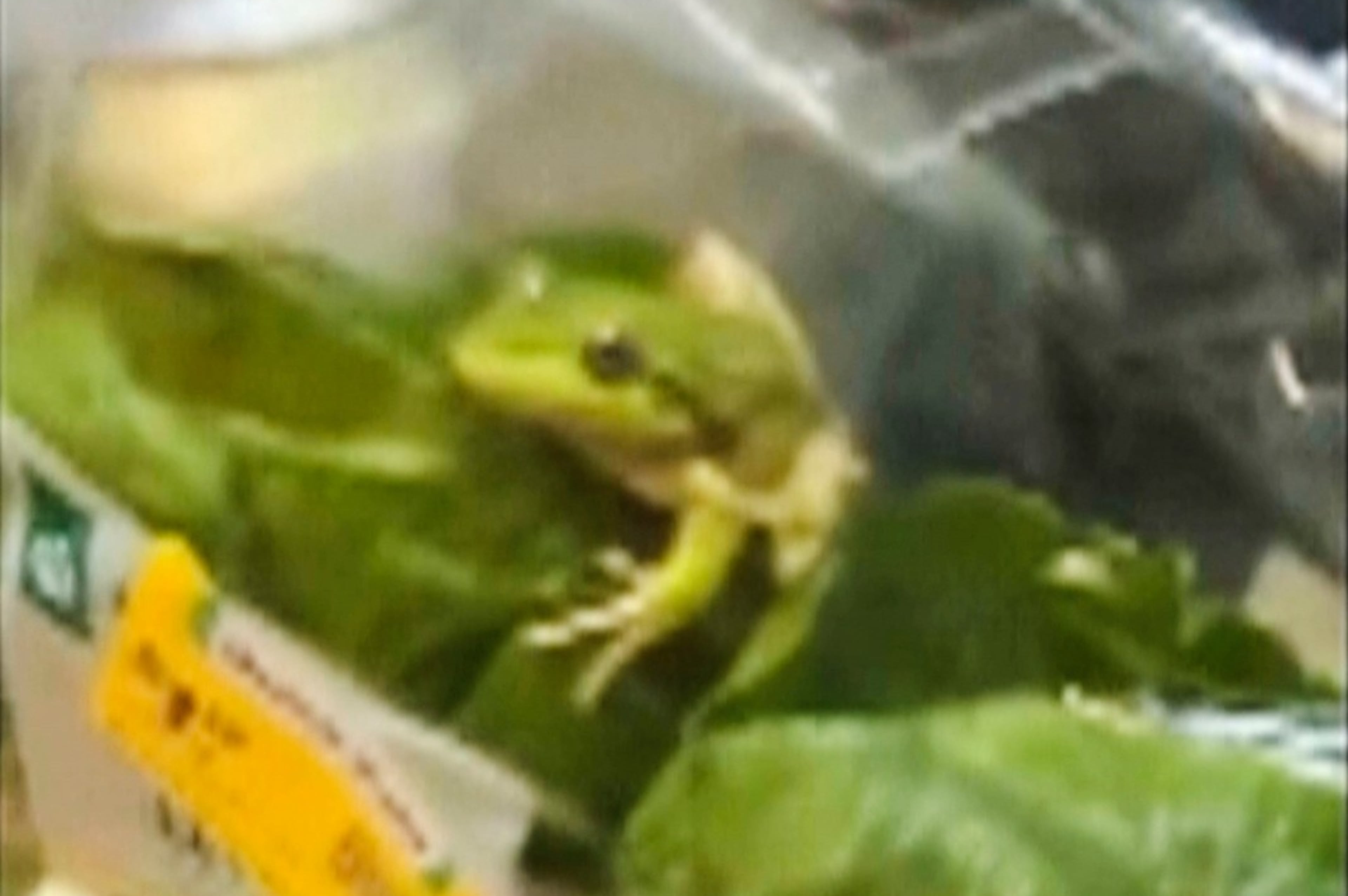 Australia Salad Frog