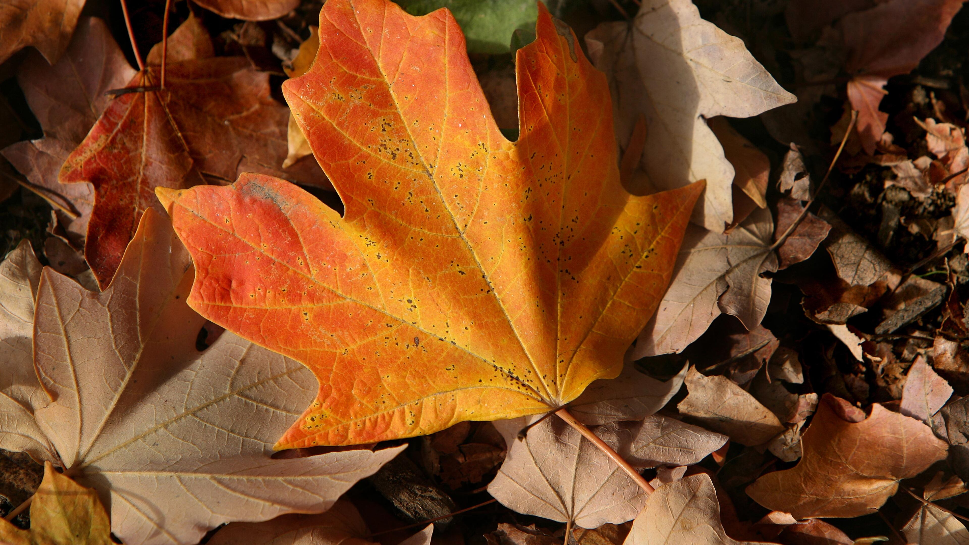 Maple leaves in the Ansley Park neighborhood of Atlanta.