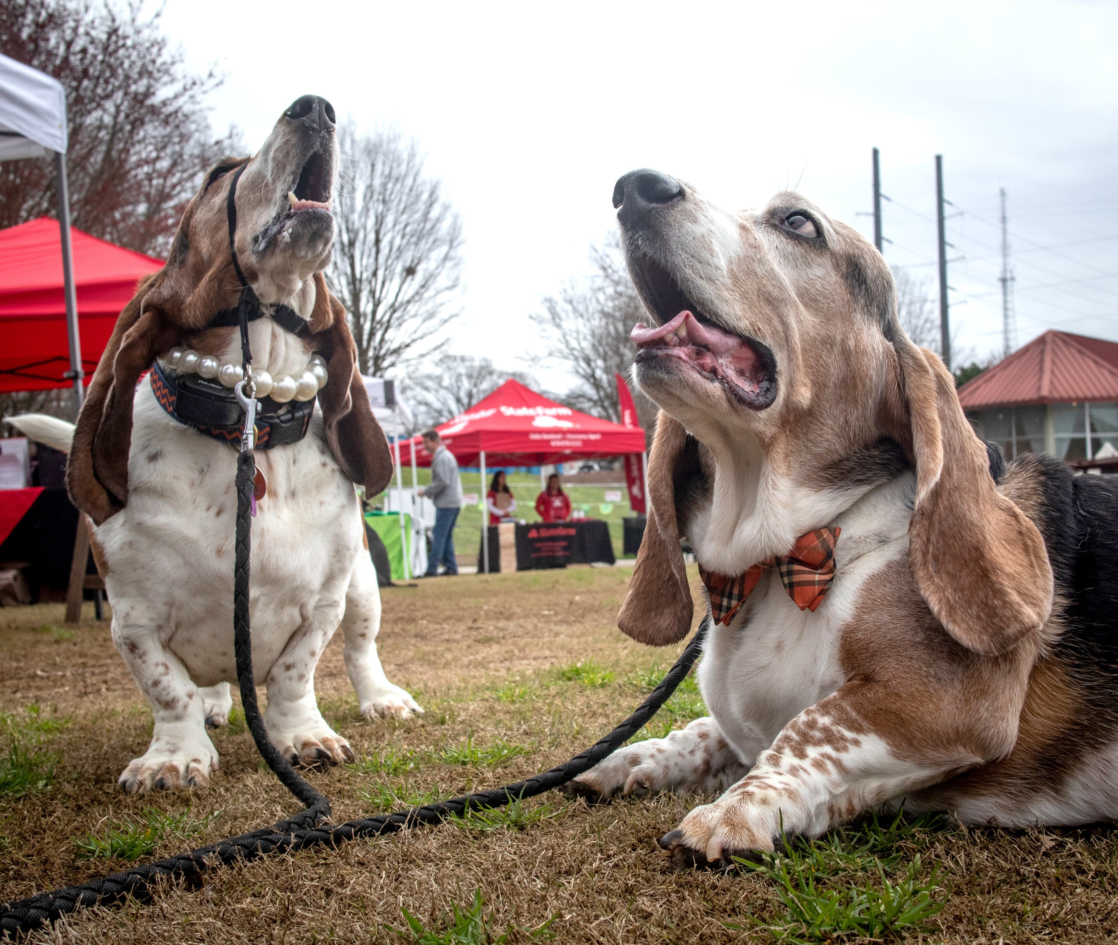 Basset Hounds Priscilla and Chauncey hang out at Piedmont Park Saturday during The Rescue Dog Games on Sunday, March 10, 2019. STEVE SCHAEFER / SPECIAL TO THE AJC