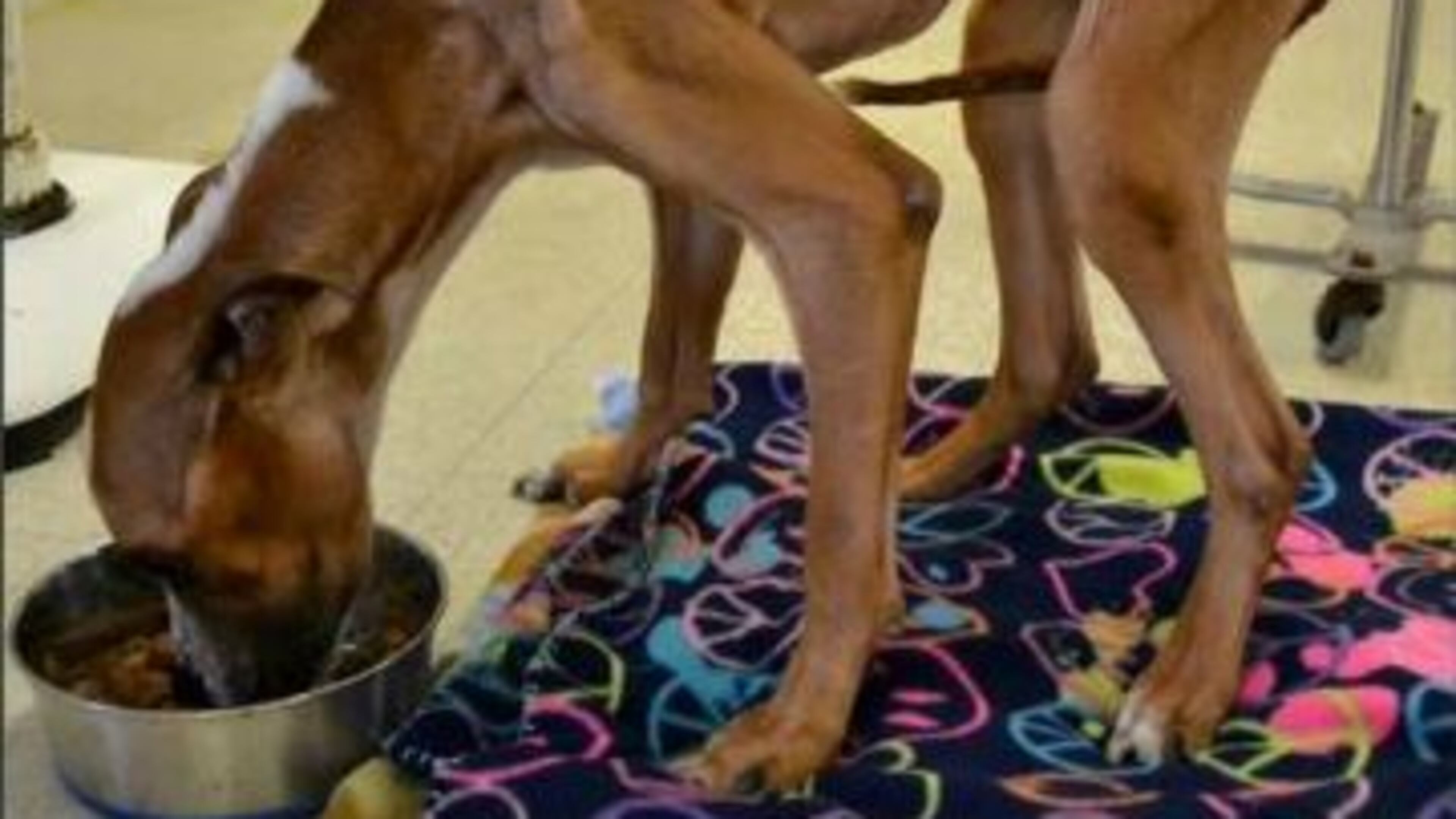 Odysseus, an approximately 2-year-old boxer mix, weighed only 28 pounds when it was found chained to a tree outside an Atlanta church. (Credit: Angels Among Us)