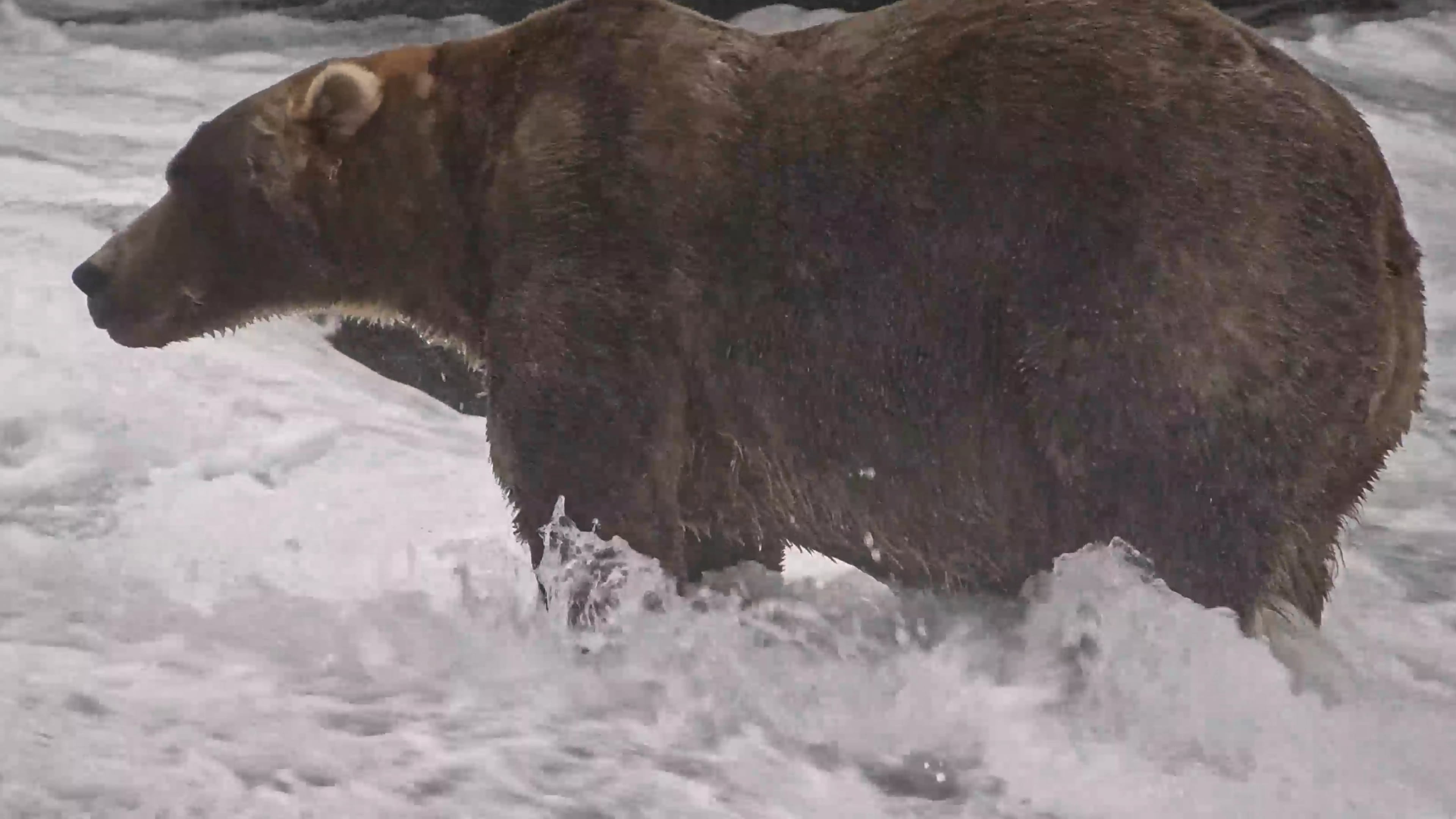 This image from video provided by explore.org shows a brown bear known as "Backpack," officially named Bear 89, wading through Brooks River on Sept. 8, 2026, in the Katmai National Park and Preserve in Alaska. (explore.org via AP)