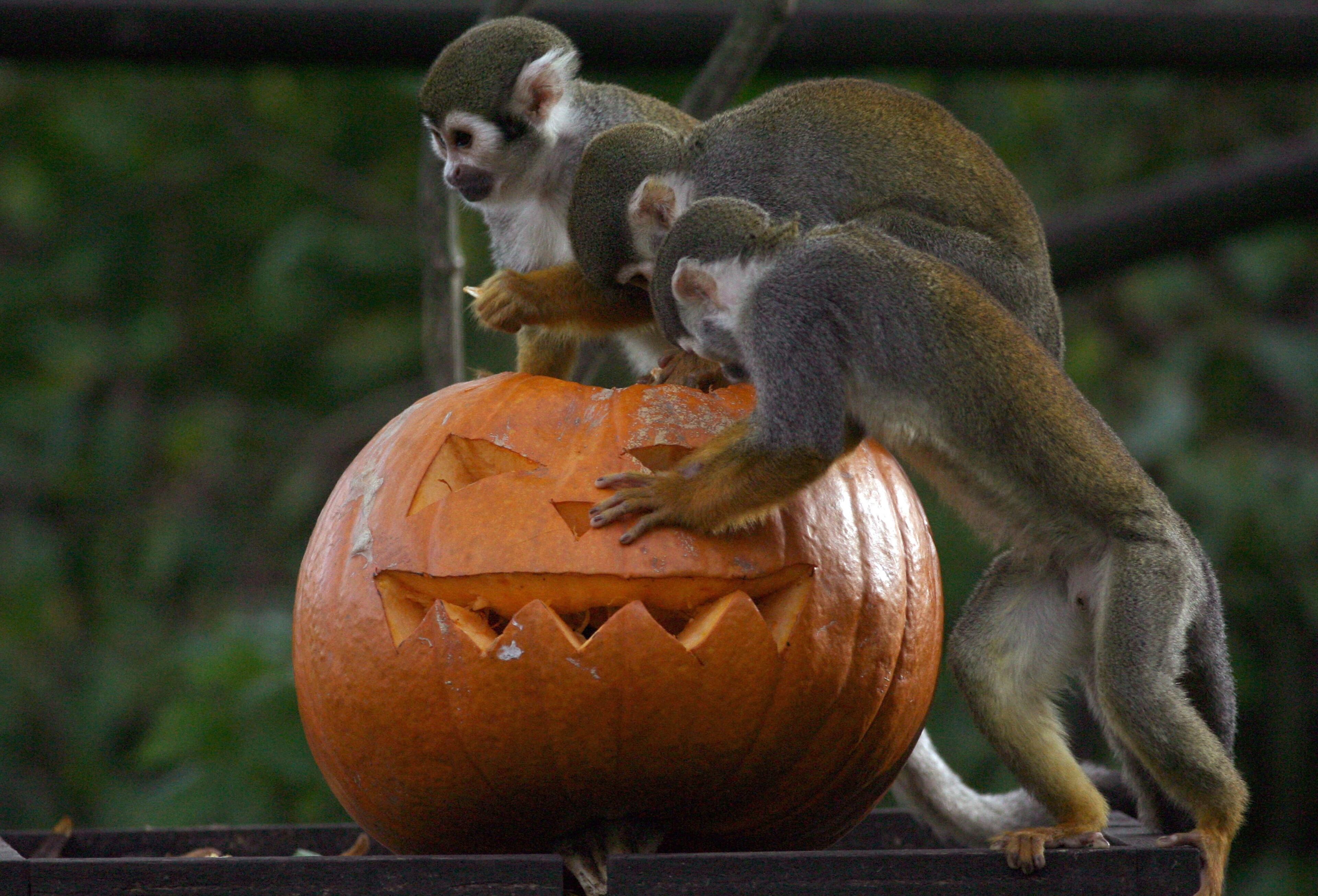 Squirrel monkeys at Bristol Zoo Gardens investigate a special carved pumpkin that has been left as a special Halloween treat in their enclosure on October 28, 2009 in Bristol, England.
