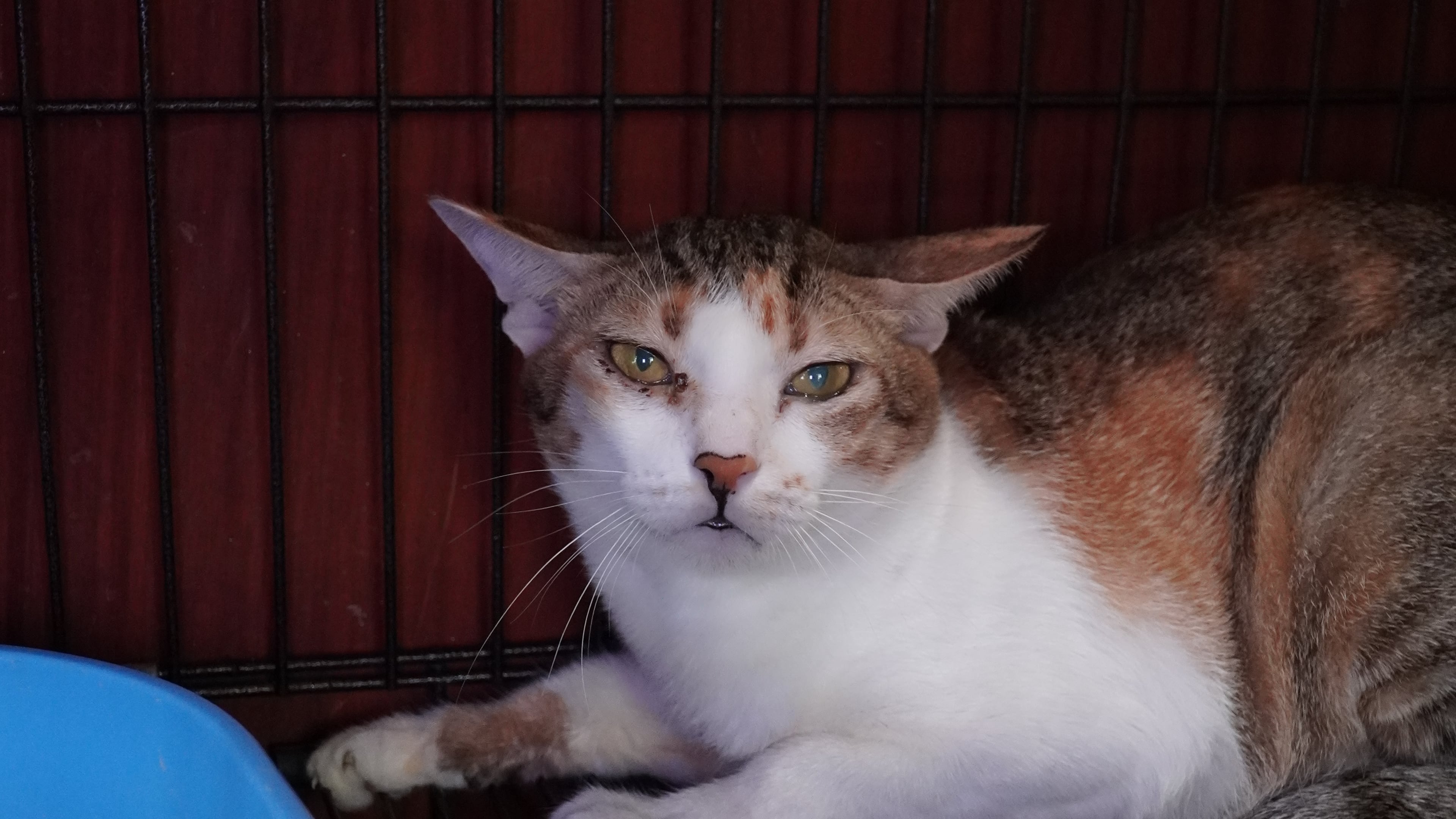A cat is being cared for at a rescue facility of an animal rights group after police raided an operation that steals and resells cats for meat in Ho Chi Minh city, Vietnam, Sept.17, 2026. (Wagwel/Humane World for Animals via AP)
