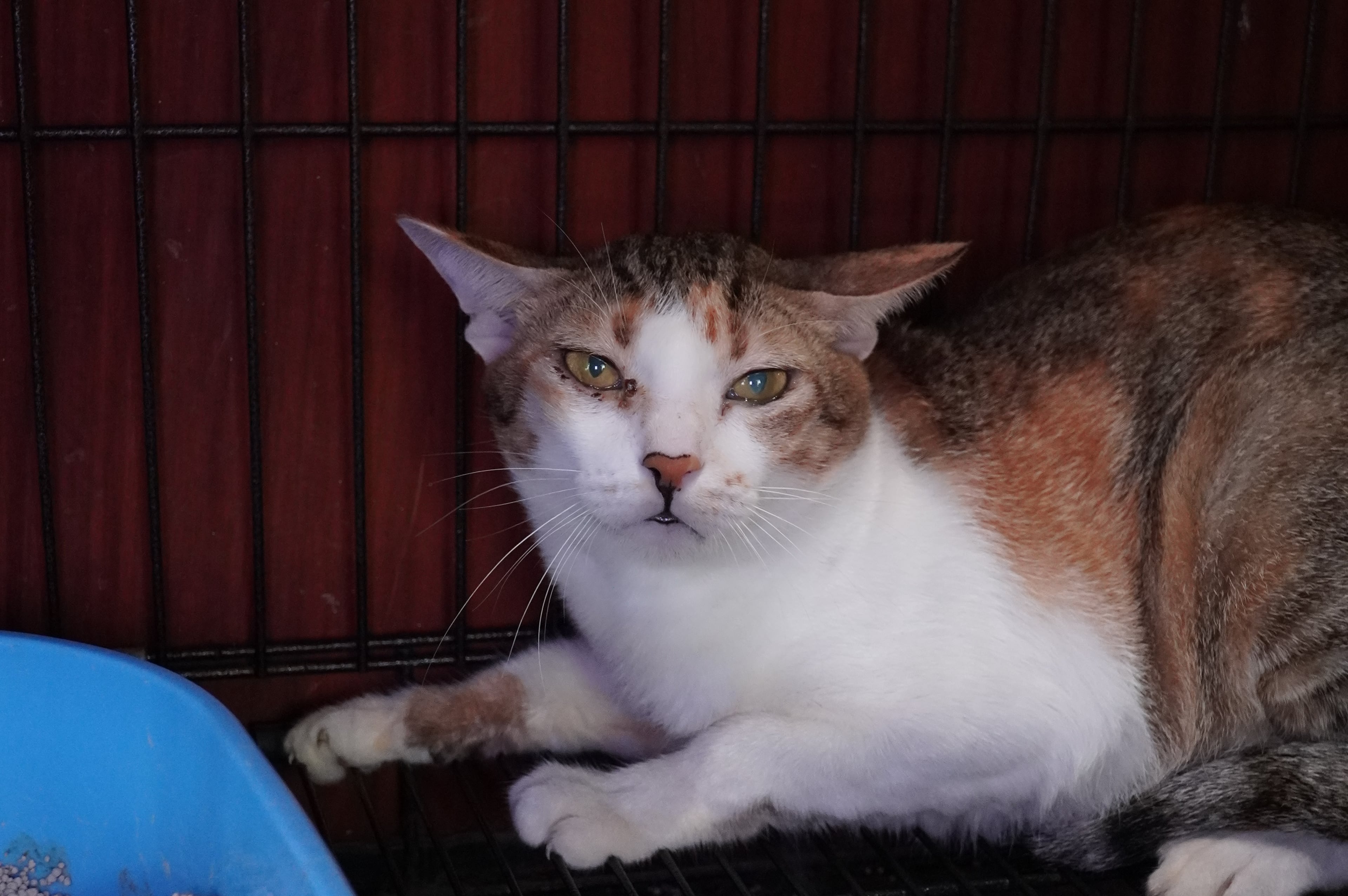 Vietnam Cat Meat