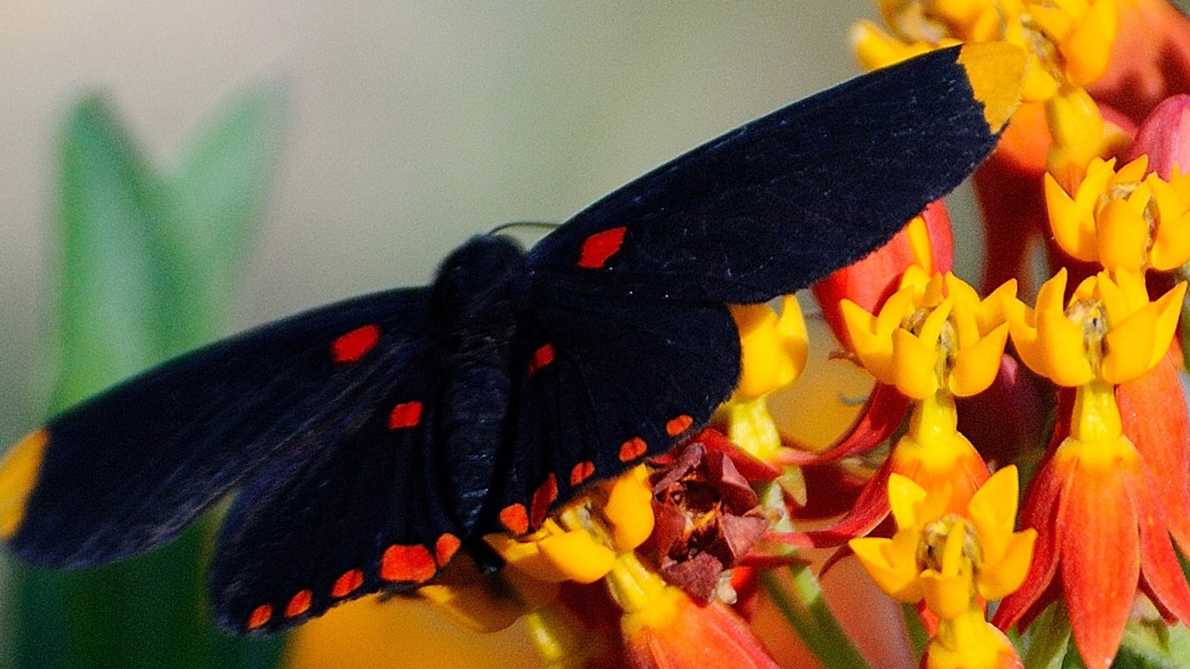 This Red-bordered Pixie butterfly is seen feeding on a scarlet milkweed at the National Butterfly Center in Mission, TX.(Norman Winter)
