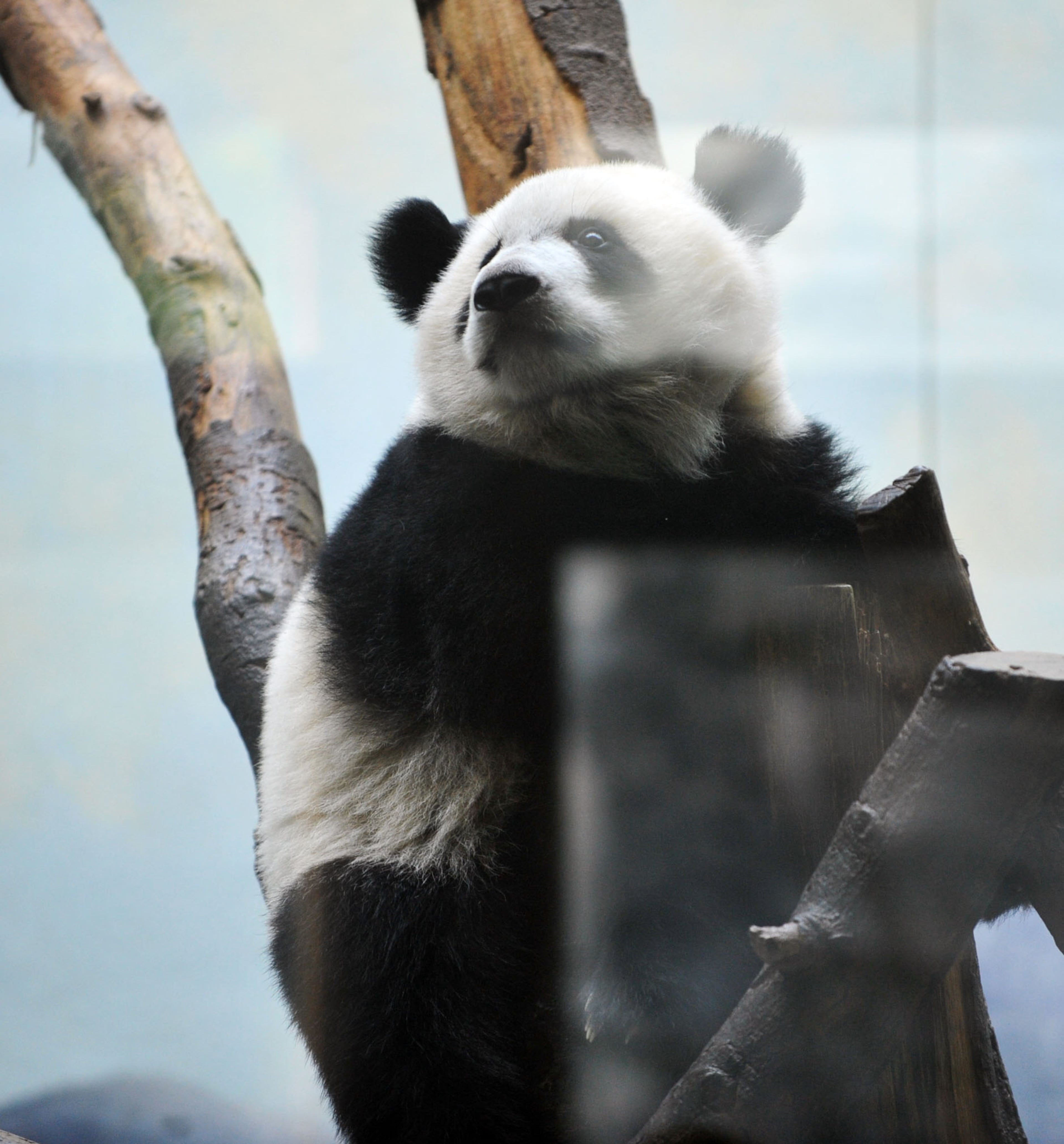 Giant panda twin Mei Lun looks around her enclosure at Zoo Atlanta, Wednesday, July 9, 2014. Born at 6:21 p.m. and 6:23 p.m. on the evening of July 15, 2013, Mei Lun and Mei Huan were the first giant pandas born in the U.S. in 2013 and are the only pair of surviving giant panda twins ever born in the U.S. The cubs are the fourth and fifth offspring of Lun Lun and Yang Yang; their older brothers, Mei Lan and Xi Lan, and older sister, Po, now reside at China's Chengdu Research Base of Giant Panda Breeding.