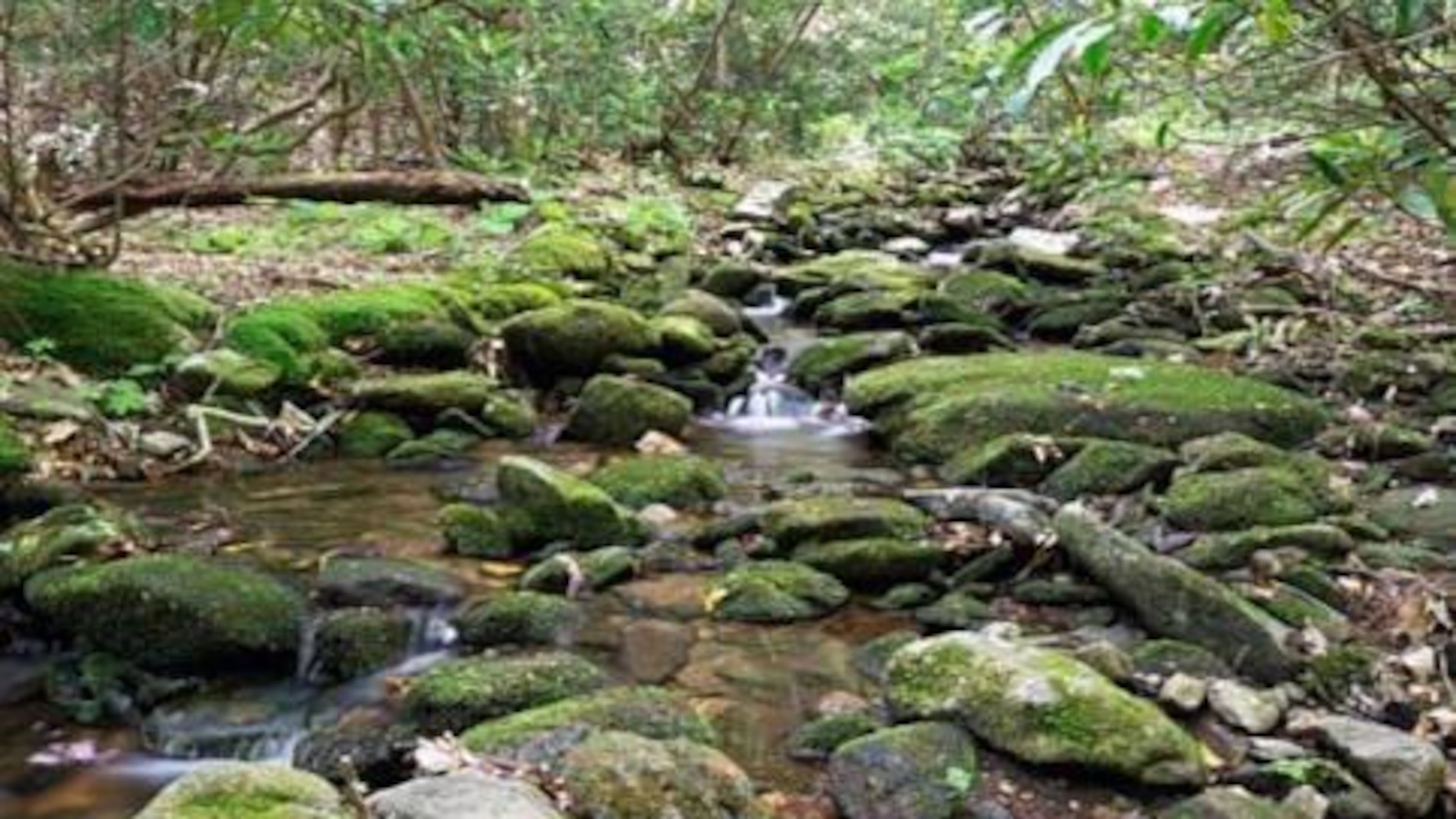Blood Mountain Trail works its way through a creek valley.