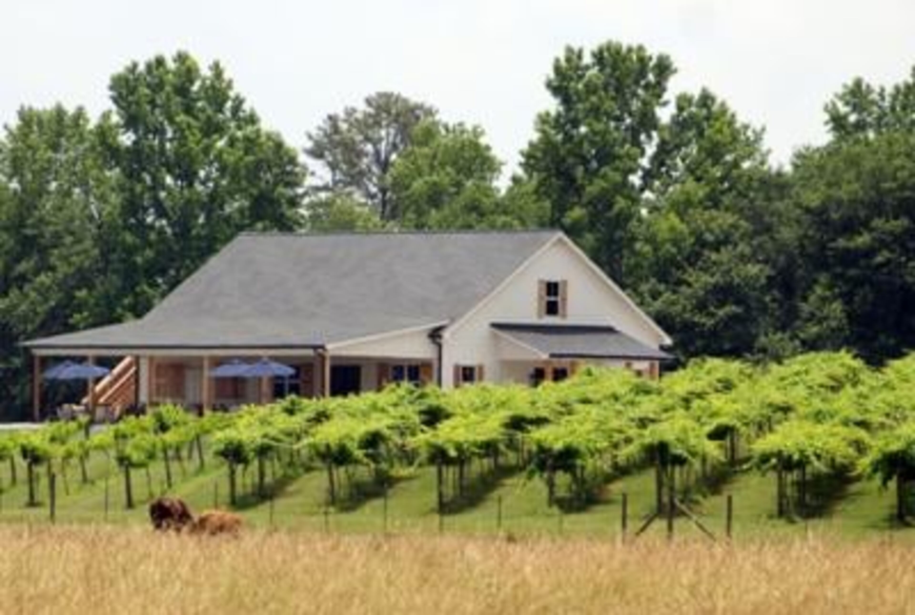 Paris Mountain Vineyards is located on 10 acres on Bollen Road north of Pleasant Hill Road in Southwest Polk County. (Photo Courtesy of Jeremy Stewart)
