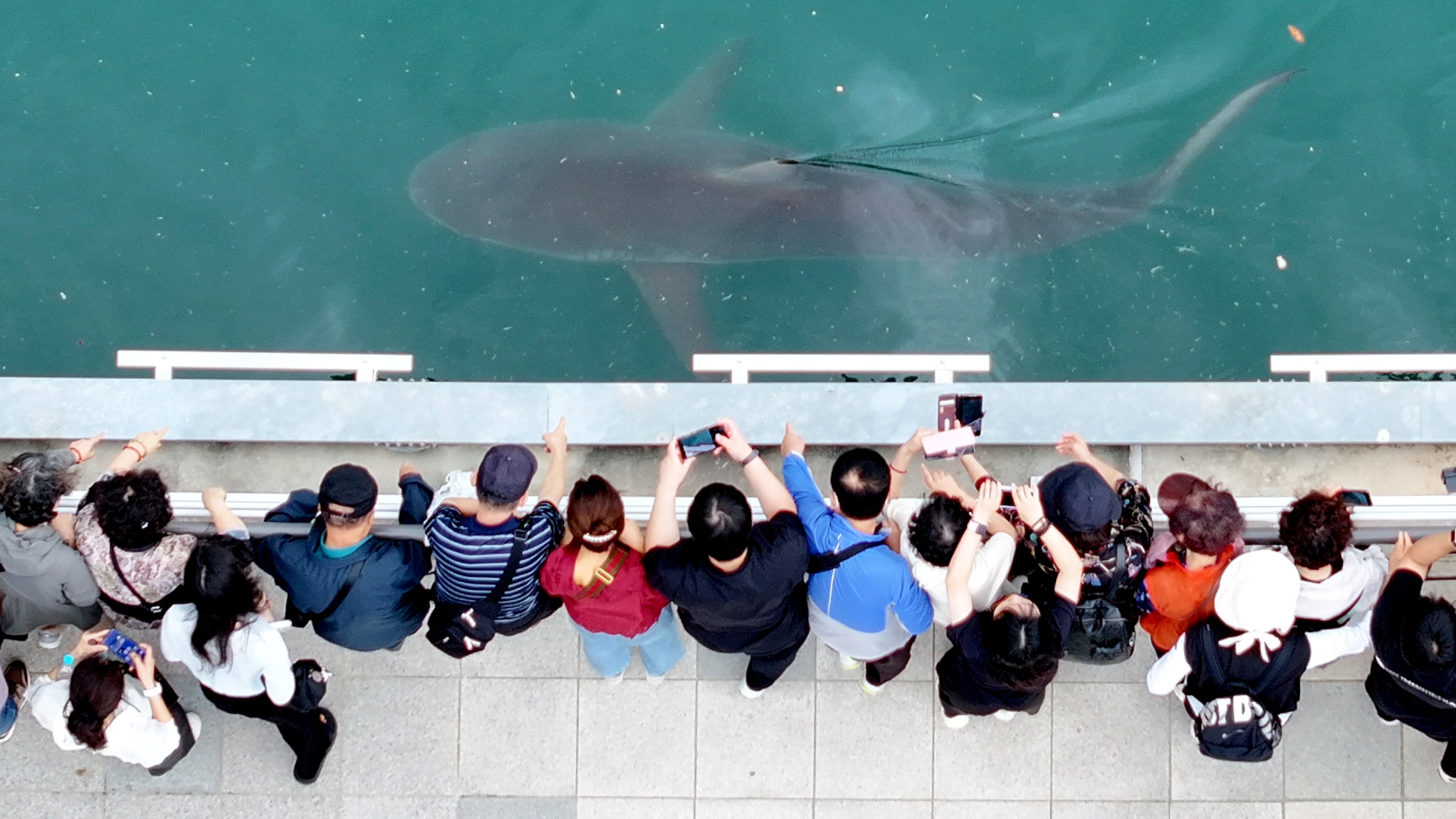 People gather to watch a trapped shark at the North Port Waterfront Park in Busan, South Korea, Tuesday, Sept. 29, 2026 (Son Hyung-joo/Yonhap via AP)