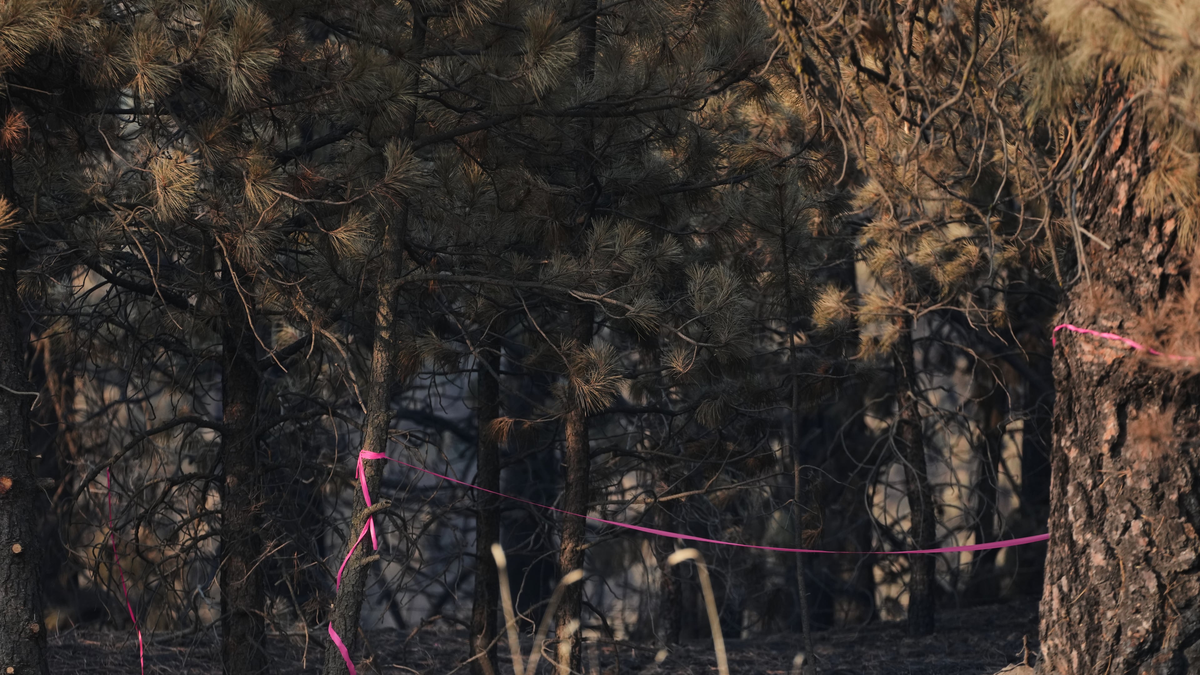 A burned section of trees is marked with pink tape Tuesday, Aug. 4, 2026, in an area near the origin point of the Old Trails Fire, after a man was arrested, suspected of starting the wildfire in Spokane, Wash. (AP Photo/Lindsey Wasson)