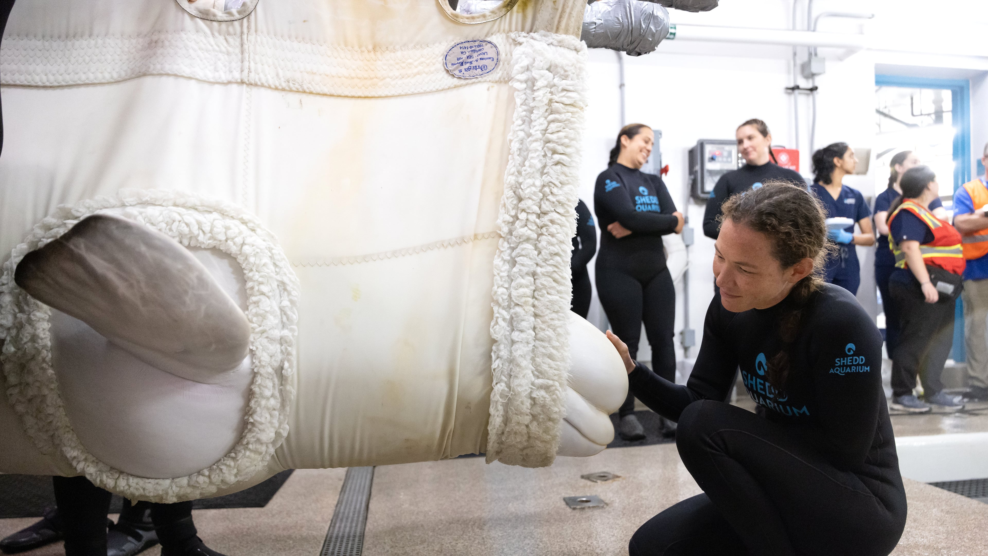This photo provided by the Shedd Aquarium shows a rescued beluga whale arriving, Aug. 13, 2026, at the Shedd Aquarium in Chicago. (Gavin Wright/Shedd Aquarium via AP)