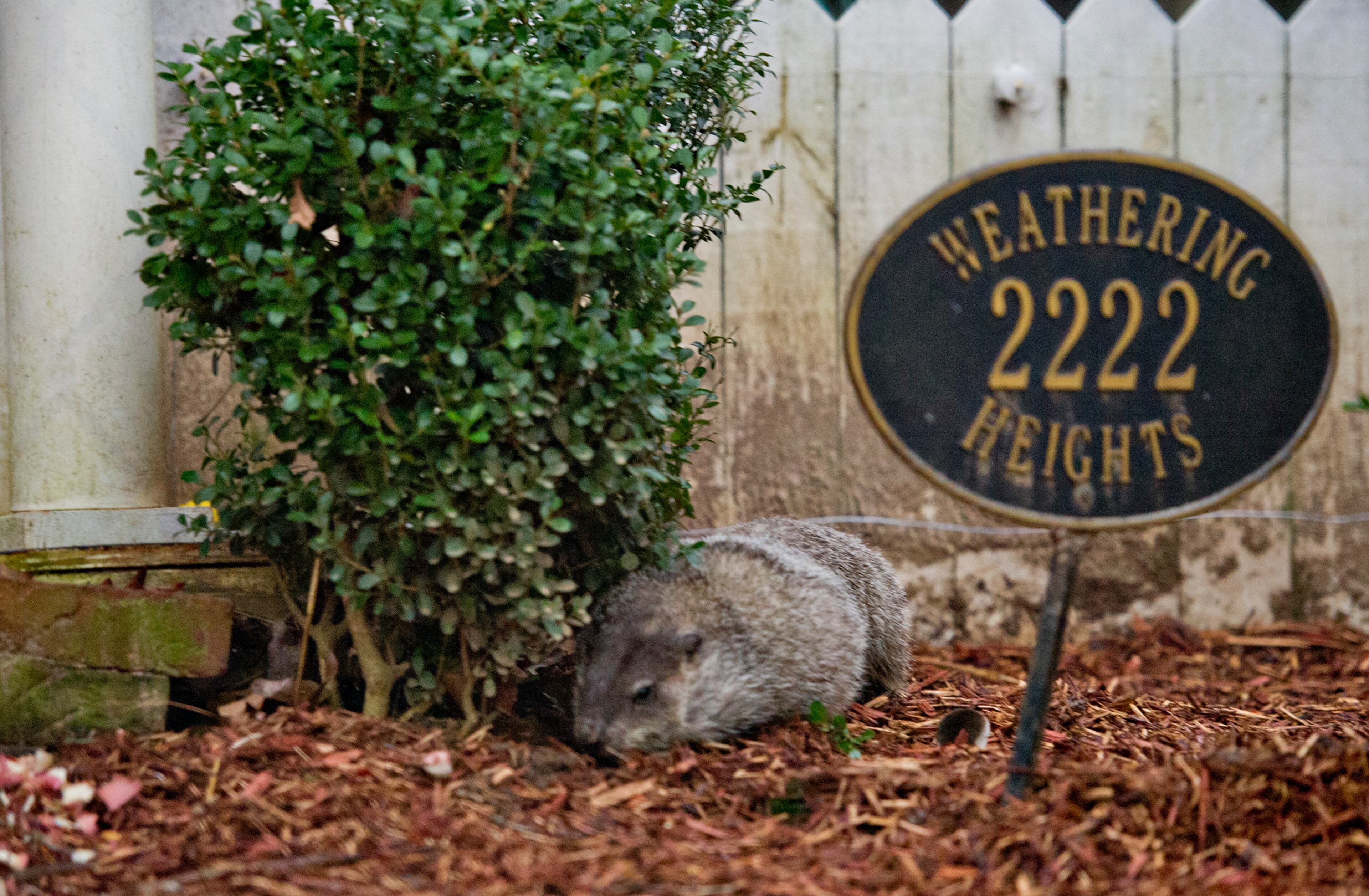General Beauregard Lee scampers around his enclosure at the Yellow River Game Ranch in Lilburn on Sunday, February 2, 2014. The famous groundhog, according to officials, did not see his shadow this year heralding in an early spring. Beau has had a 93% success rate for correctly predicting the coming next few weeks.