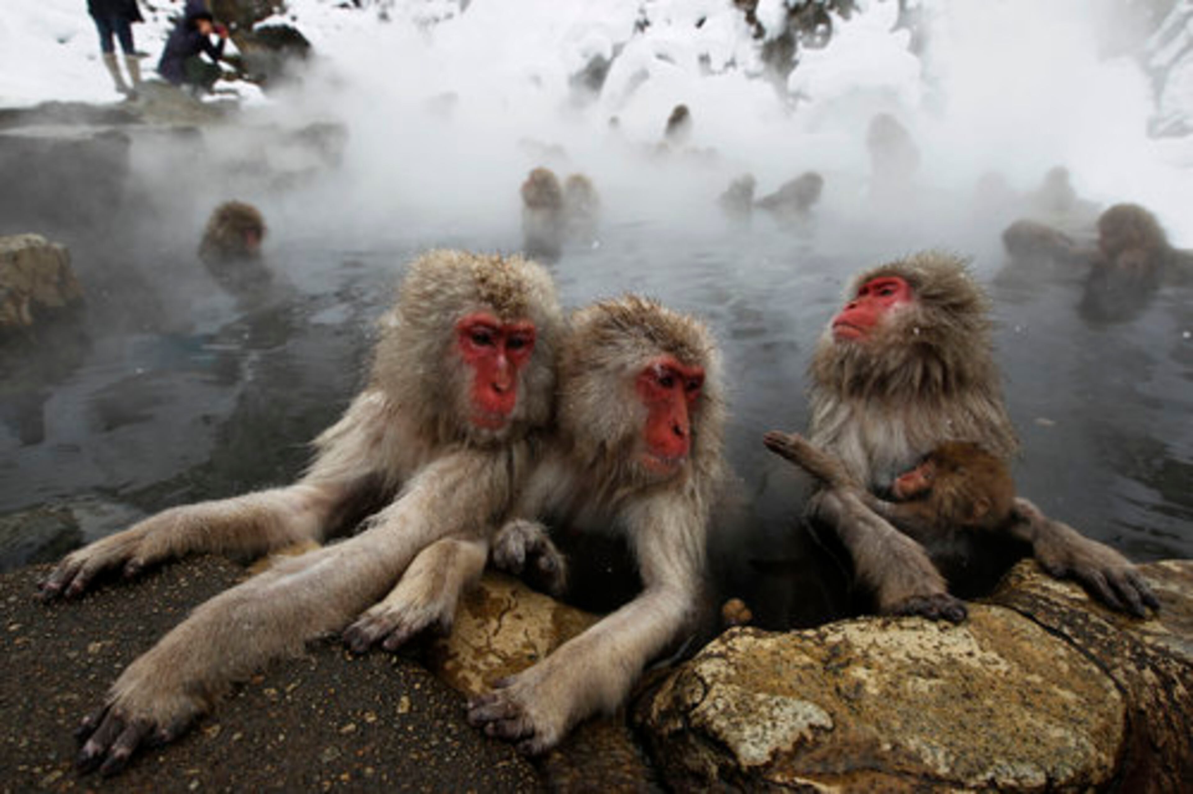 A Japanese baby macaque suckles as those so-called "snow monkeys" bathe in the hot spring of Jigokudani Monkey Park in the mountains in Yamanouchi town, Nagano, central Japan, Thursday, Jan. 27, 2011. About 160 macaques inhabit the park.