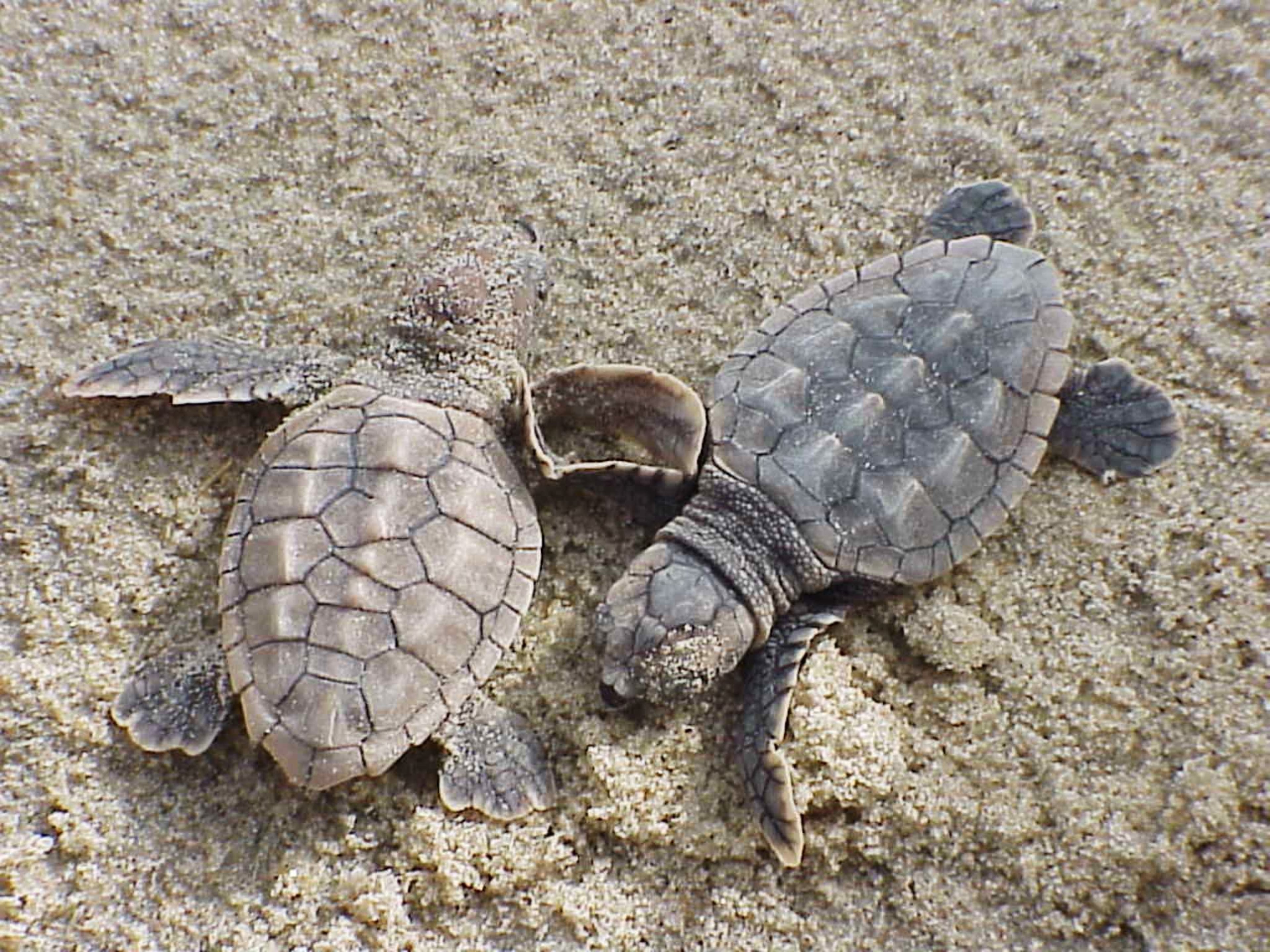 Things are looking up for Georgia's turtles. (Courtesy of U.S. Fish and Wildlife Service)