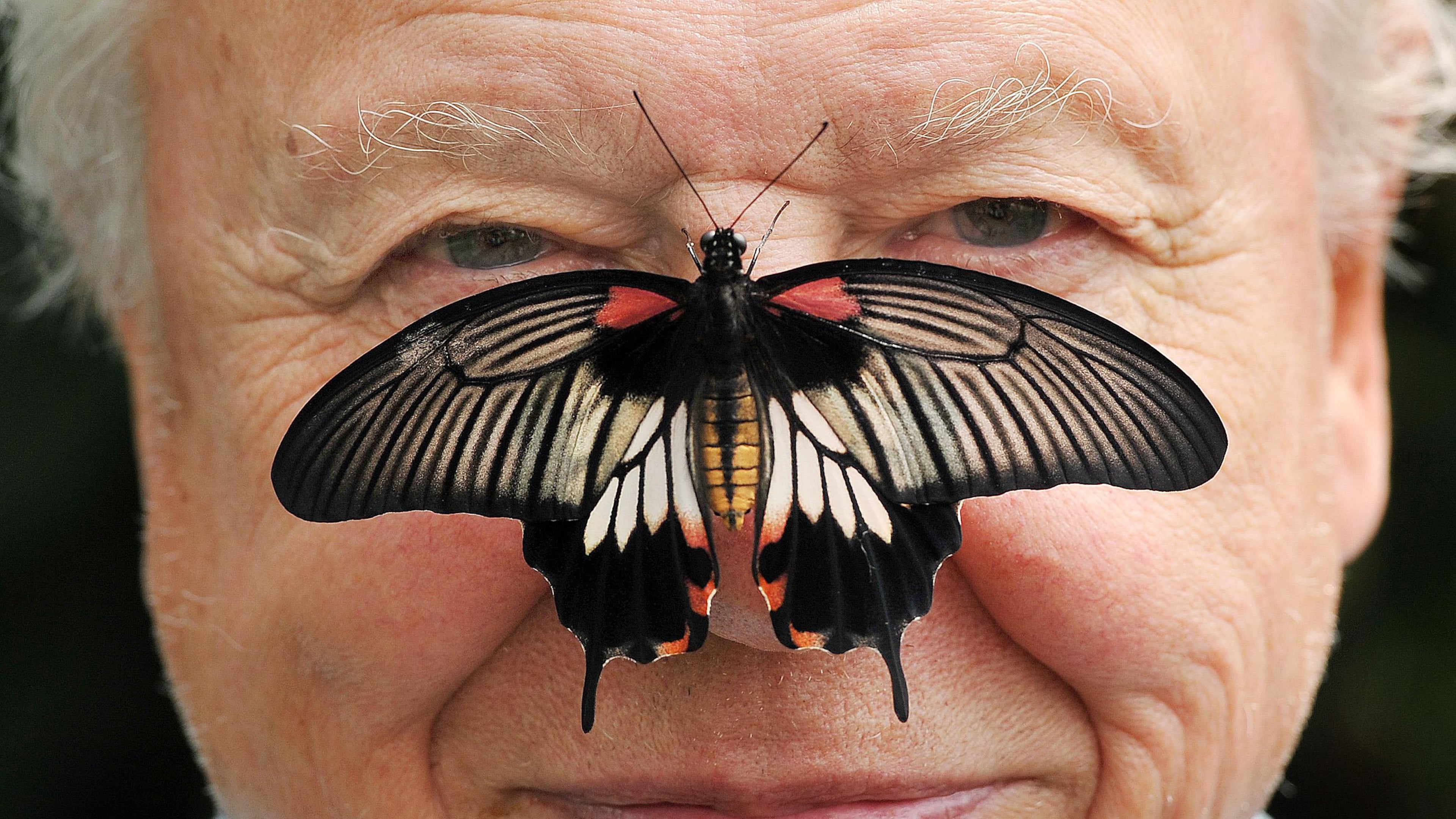 FILE - Butterfly Conservation President Sir David Attenborough poses for a photo with a south east Asian Great Mormon Butterfly on his nose, as he launches the Big Butterfly count at London Zoo, July 11, 2012. (John Stillwell/PA via AP, File)