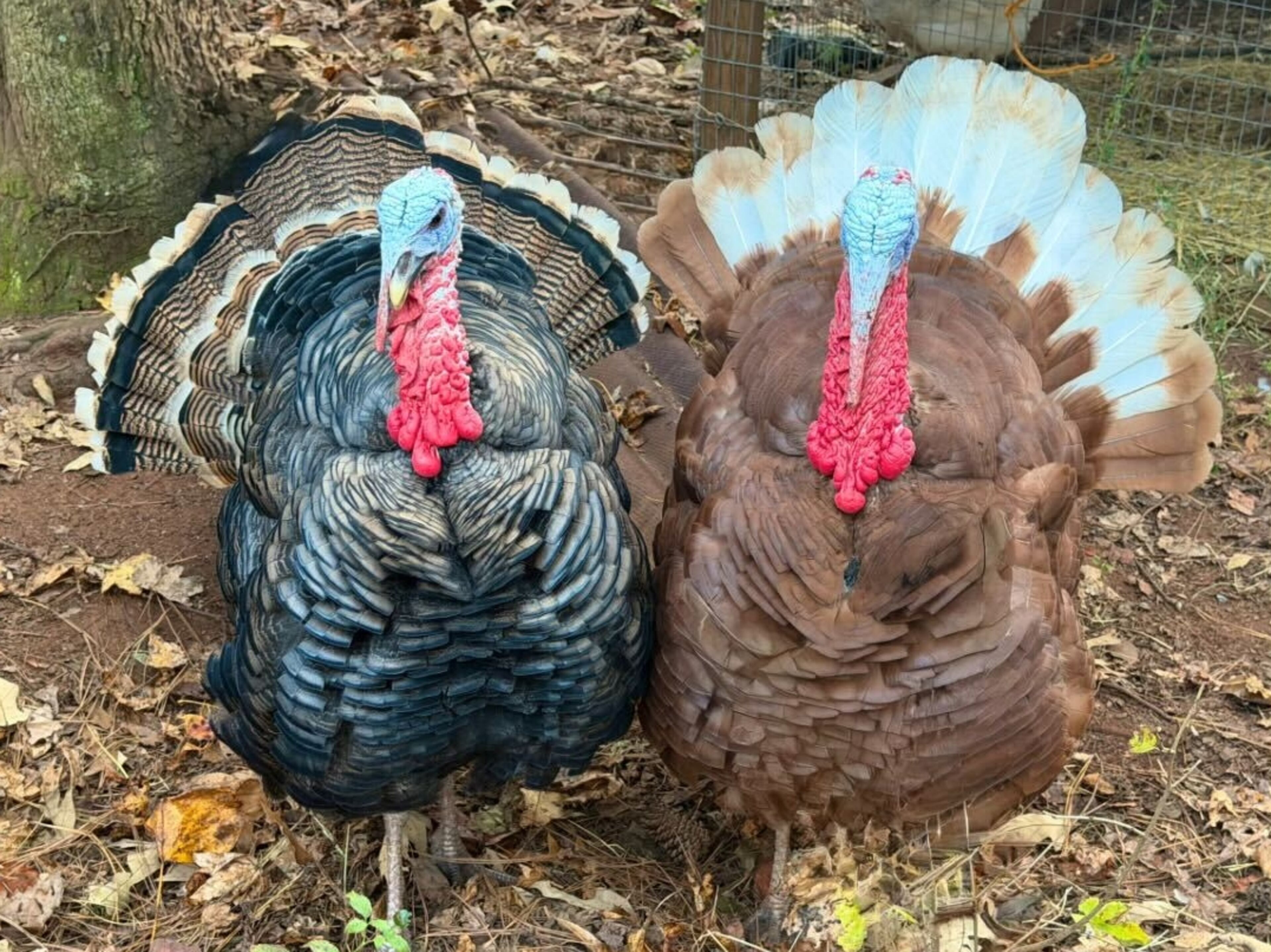 Jake and Tom will receive a Thanksgiving pardon by Georgia officials today. Disclaimer: we're not sure which is which. (Courtesy photo)