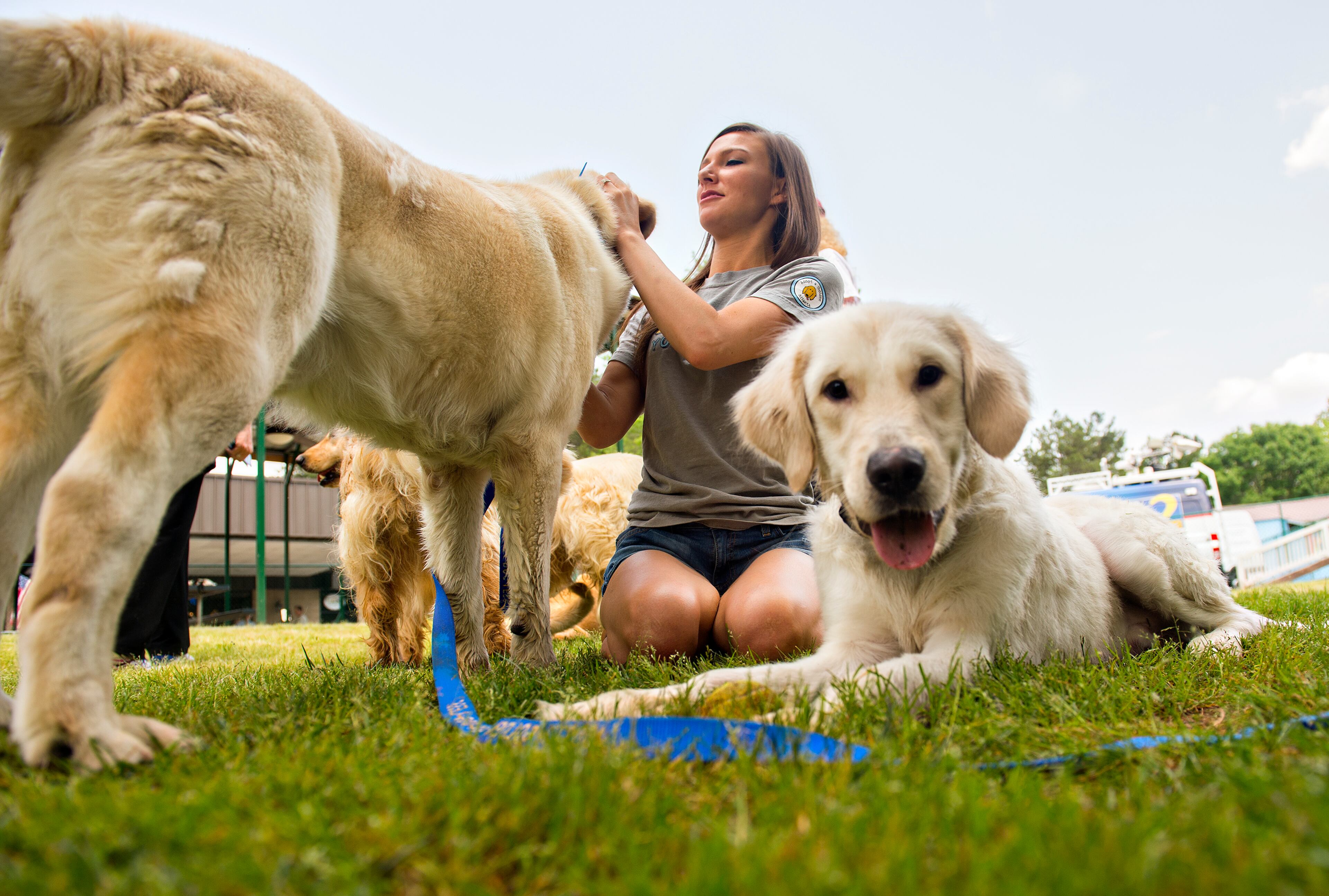 May 10, 2015 Alpharetta - Katie Winans (center) pets Yankee Doodle as Hero plays with a ball at the Pet Lodge pet resort in Alpharetta on Sunday, May 10, 2015. Yankee Doodle and Hero are two of 36 golden retrievers from Istanbul, Turkey that Adopt a Golden Atlanta has brought to Atlanta in the largest rescue of golden retrievers internationally. The 36 dogs are either from shelters or are street dogs, and range in age from six months to 10 years. JONATHAN PHILLIPS / SPECIAL
