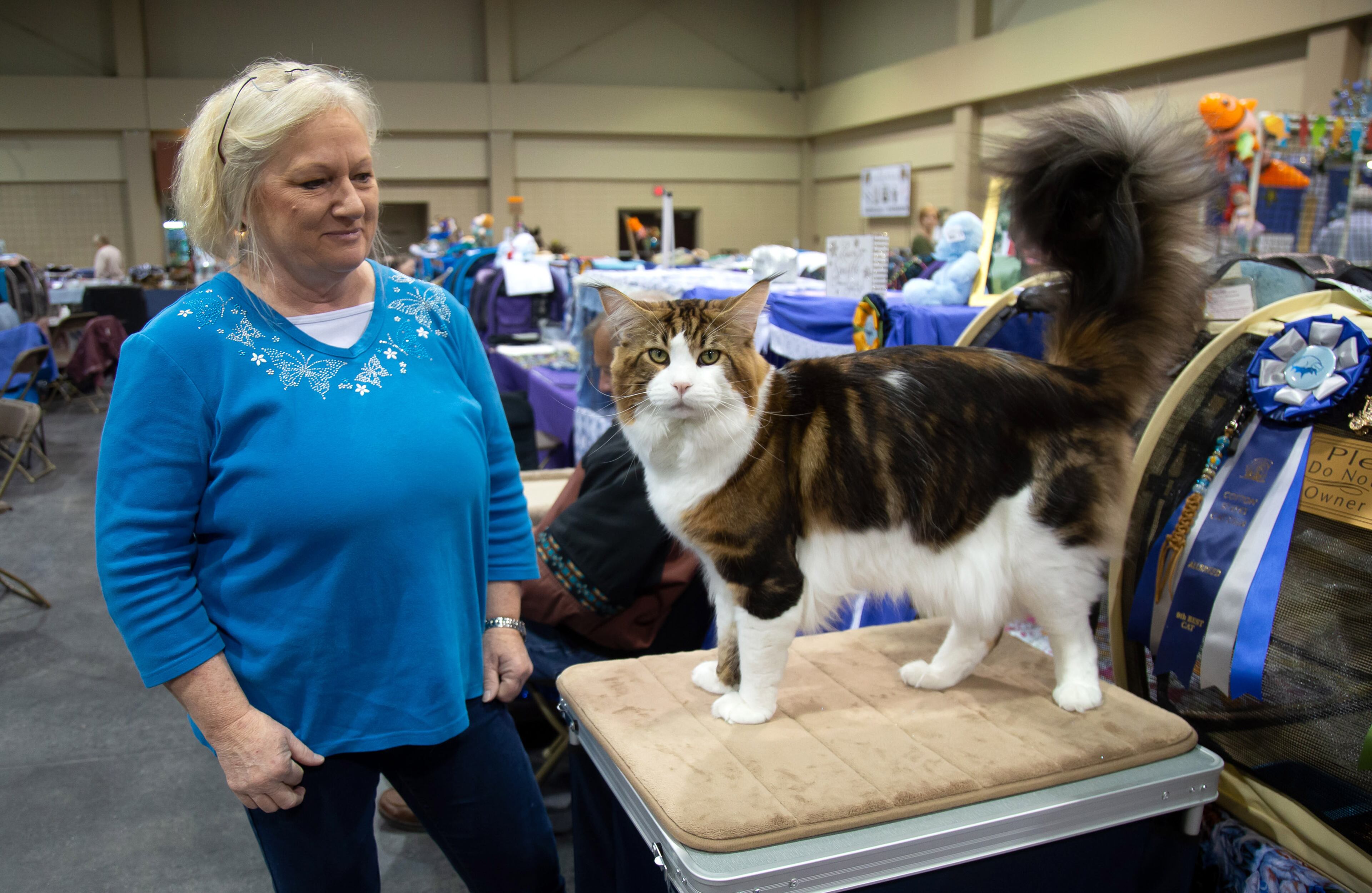 Beth Feininger gets her young Maine coon cat, Stepper, ready for judging during the 81st annual Cotton States Cat Show at the Infinite Energy Center in Duluth on Sunday, November 3, 2019. STEVE SCHAEFER / SPECIAL TO THE AJC