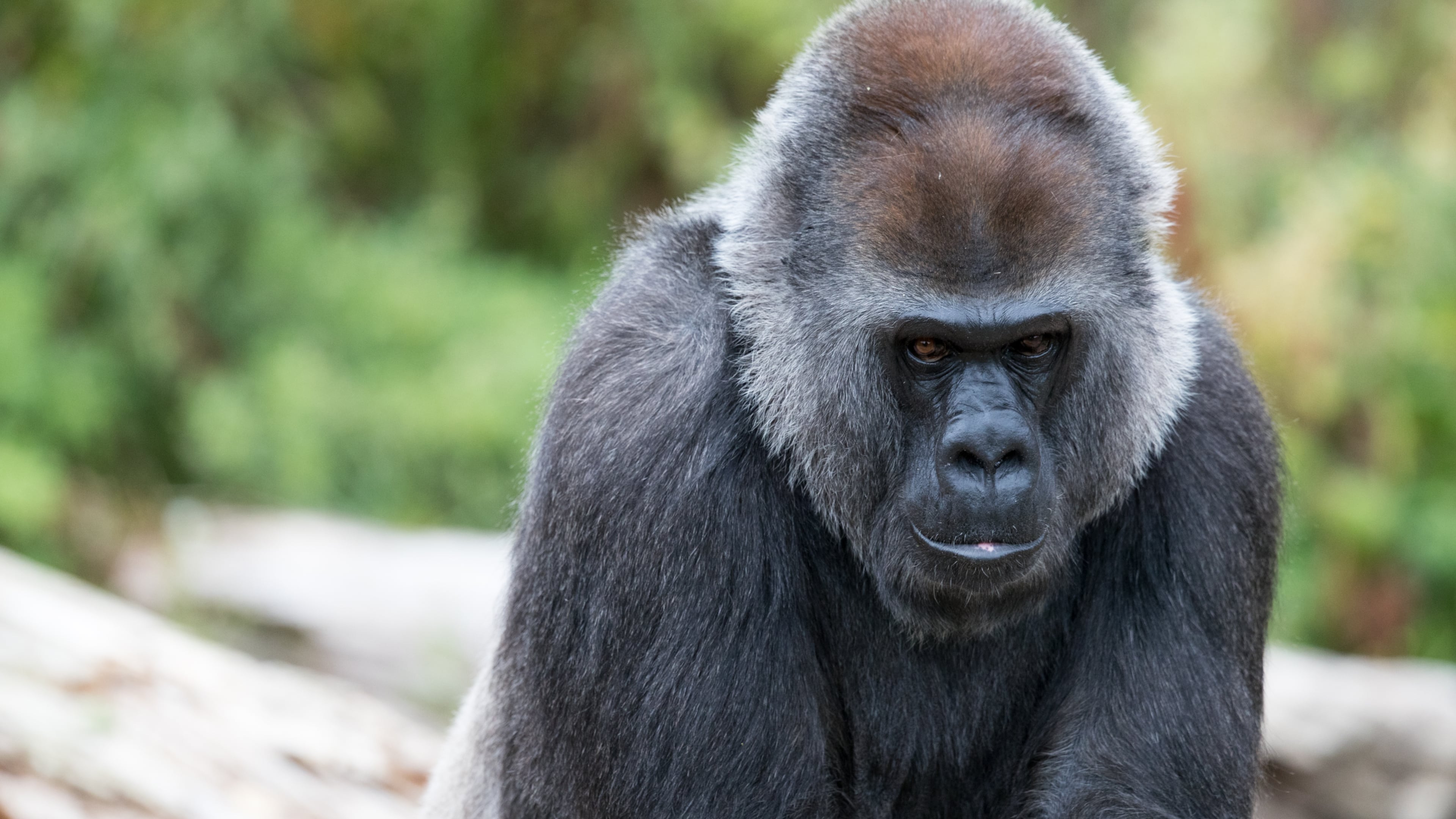 An adult gorilla at the zoo in Bristol, England. Gorillas are one of the species of primates at risk for extinction, according to a new study.
