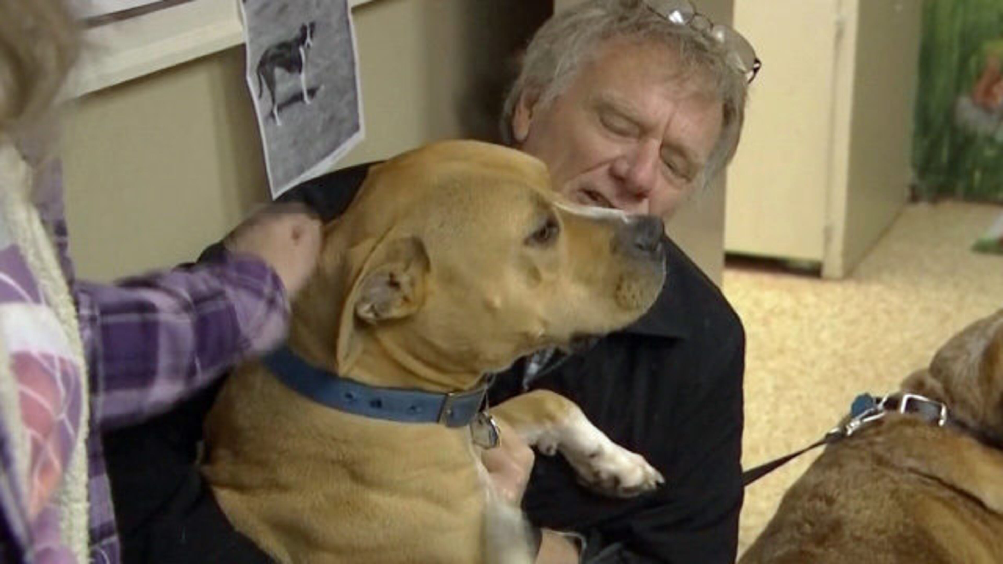 Hank the pitbull reunion