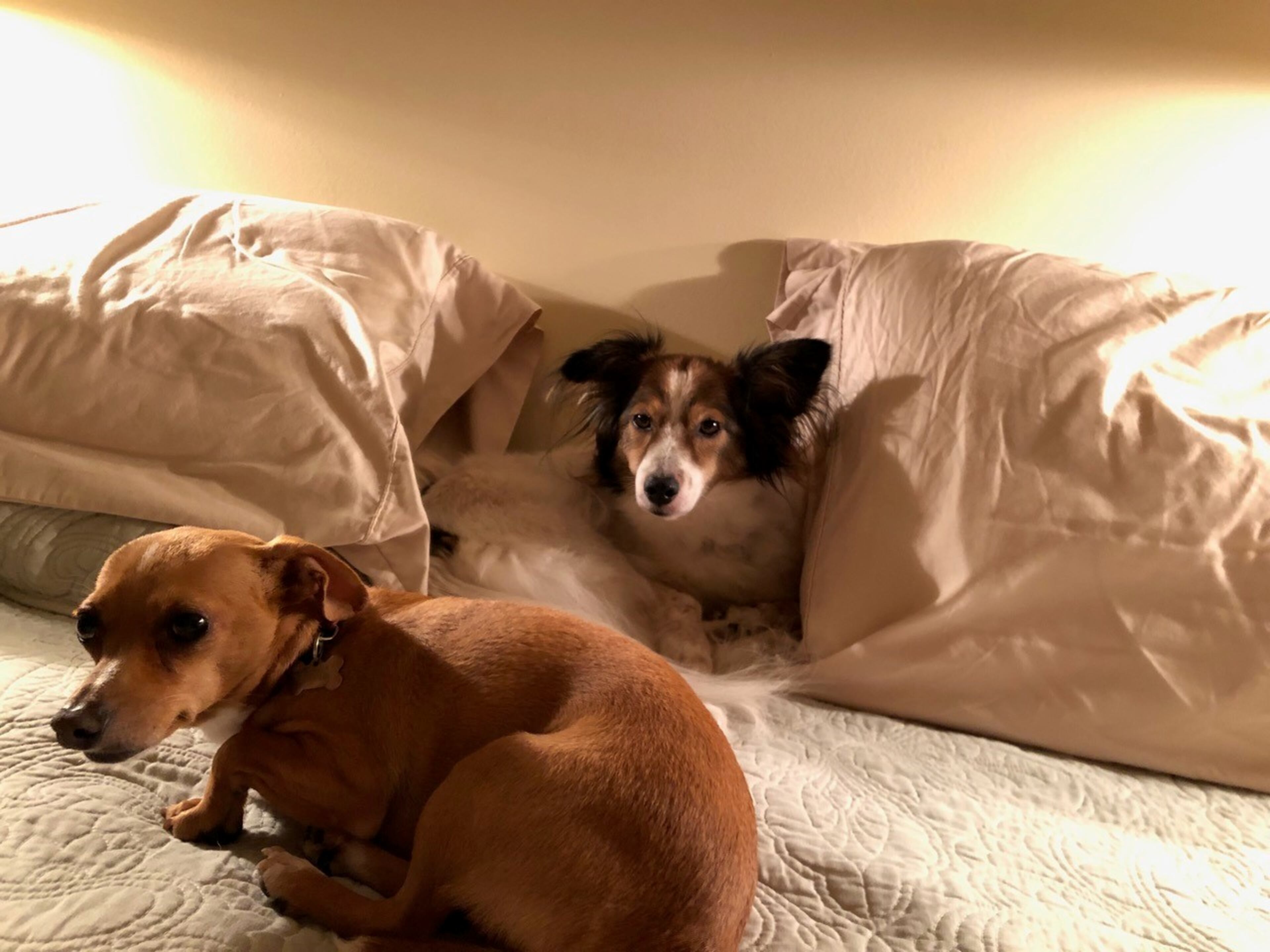 Zippy and Cassie Bolen do not love thunderstorms (seen here). But they do love their people, AJC subscribers Julie and Don Bolen. (Courtesy photo)