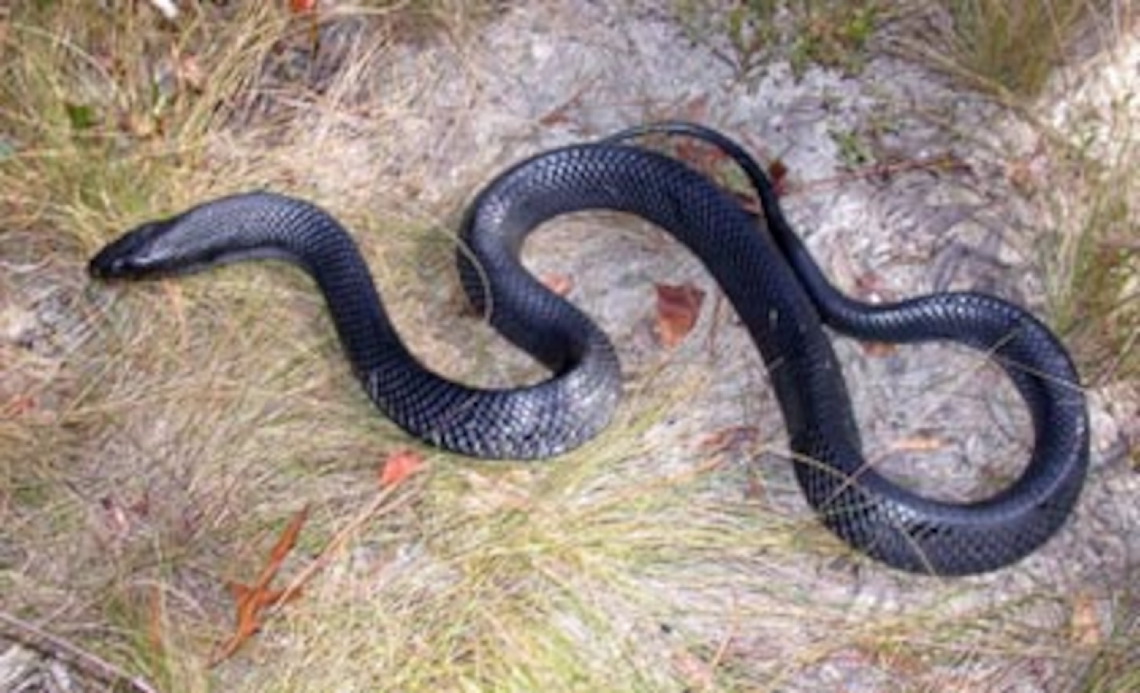 EASTERN INDIGO SNAKE -- In Georgia, you’ll have to head south to find this large blue-black snake, the longest native to the U.S.. They’re active only in the daytime and they enjoy a nice buffet of varied prey -- mammals, birds and other snakes, including rattlesnakes and cottonmouths. It’s a federally-protected species and is listed as threatened in Georgia and Florida. INFO BY: Andrew M. Grosse, University of Georgia – edited by J.D. Willson.