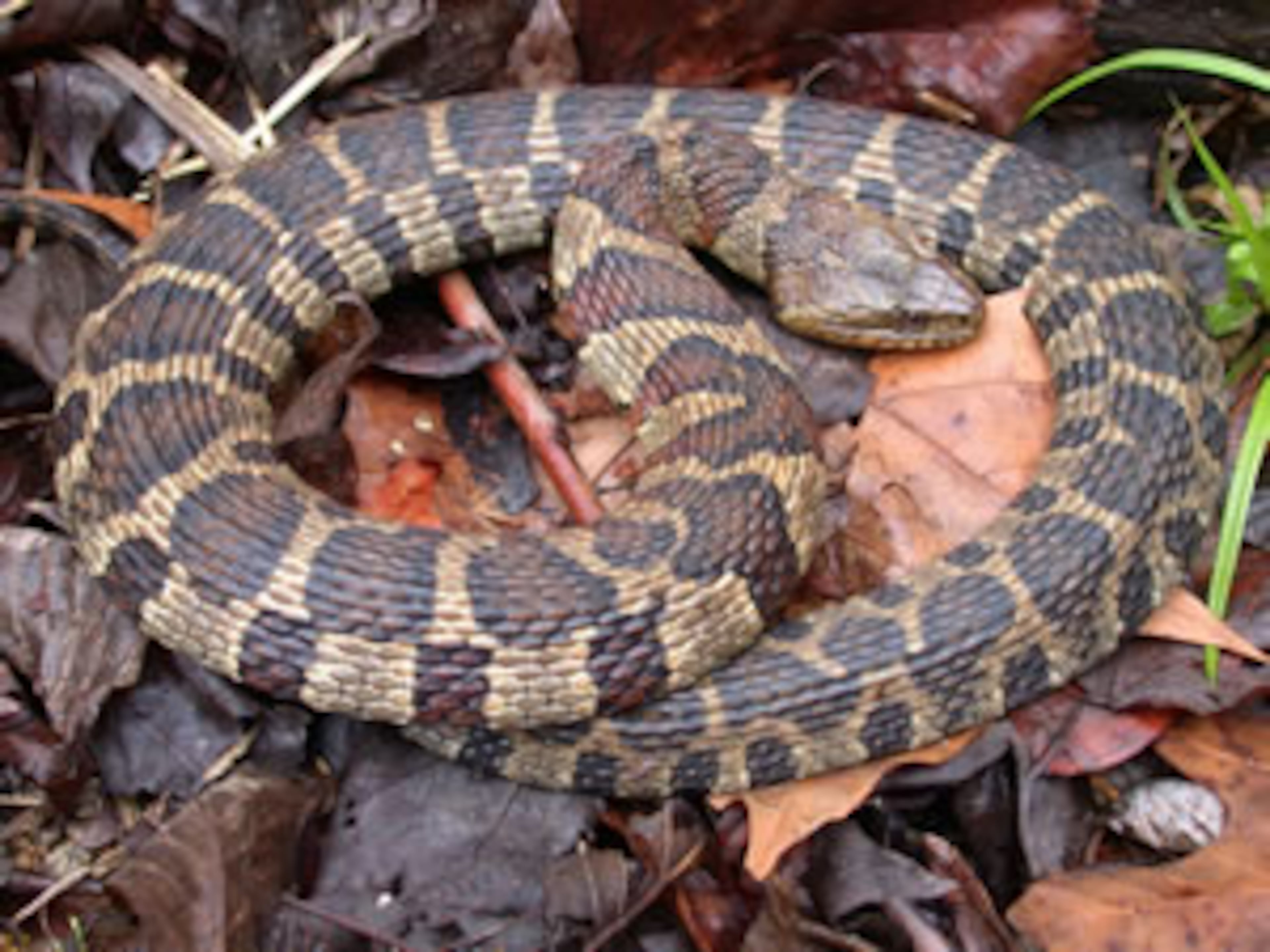 NORTHERN WATERSNAKES are regularly mistaken for the venomous cottonmouth (water moccasin), but these hefty watersnakes are non-venomous. While cottonmouths are generally found only in Georgia’s Coastal Plain, northern watersnakes make their home in the mountains and Piedmont regions of our state. Lakes, ponds, marshes, rivers, and streams are their habitats. INFO BY: Andy Howington, University of Georgia – edited by J.D. Willson.