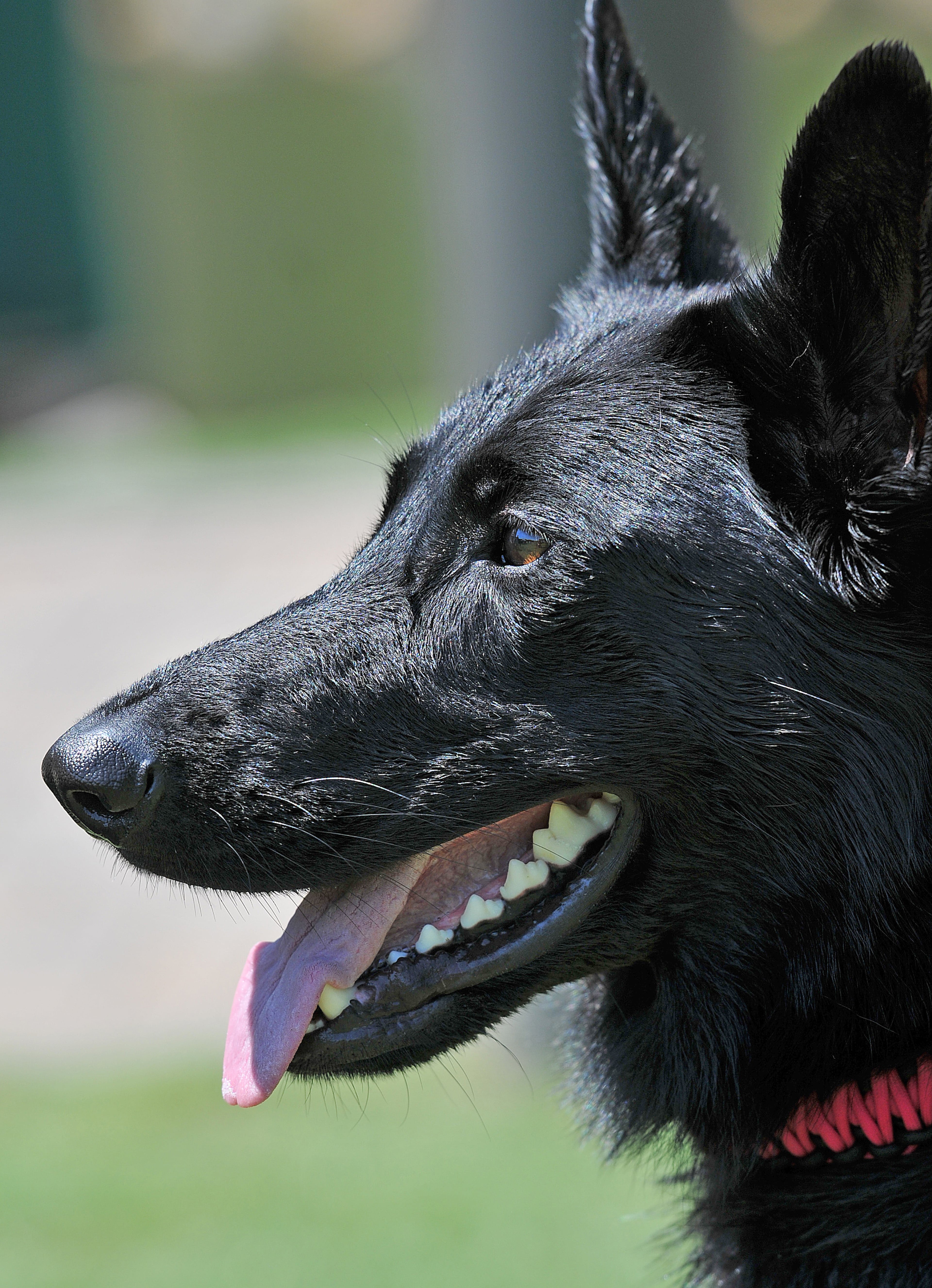 Inara, an Extreme Vertical competitor, anxiously awaits her event Saturday at the DockDogs World Championship Qualifying event at Stone Mountain Park. (CHRIS HUNT/SPECIAL)