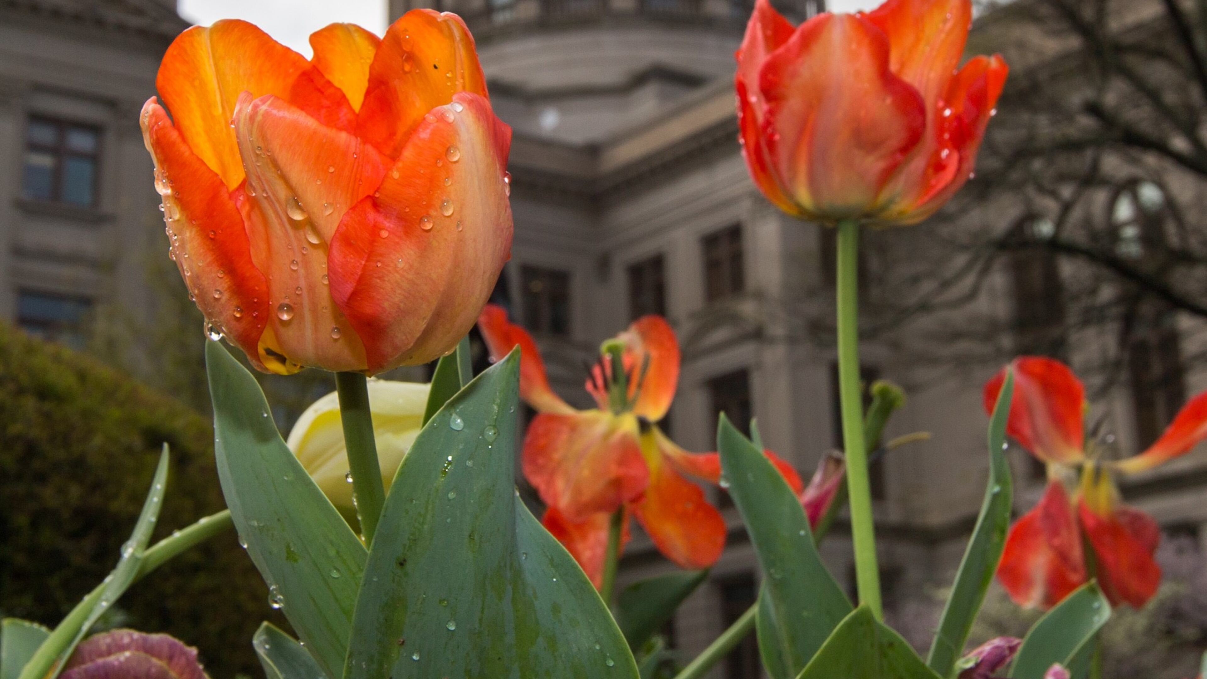 Mist, a breezy climate and cloudy skies were the only lasting signs of Sunday showers by Monday March 28, 2016. (Credit: Branden Camp)