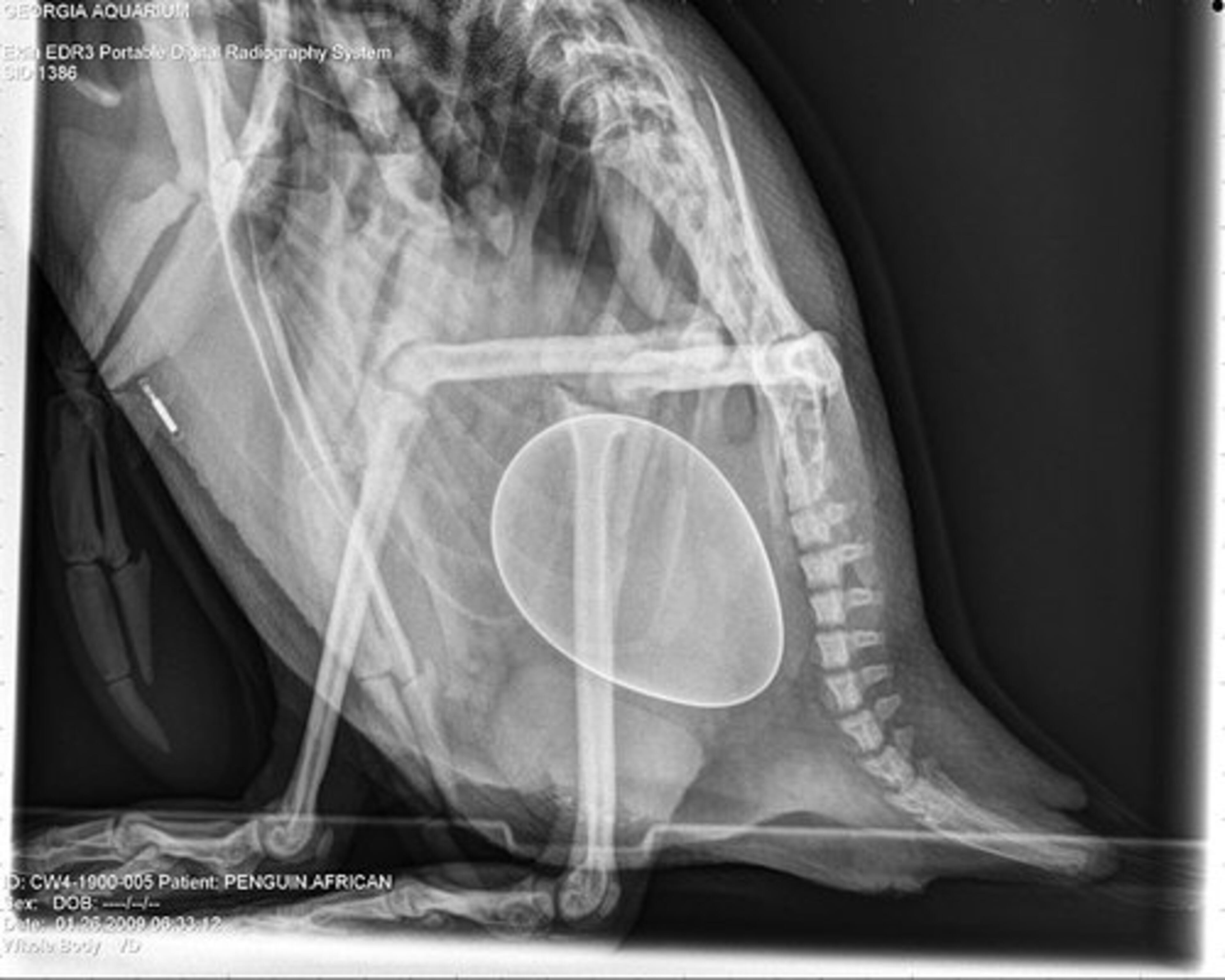 The penguin fell ill earlier this month at the aquarium. An X-ray found that she was carrying the egg.