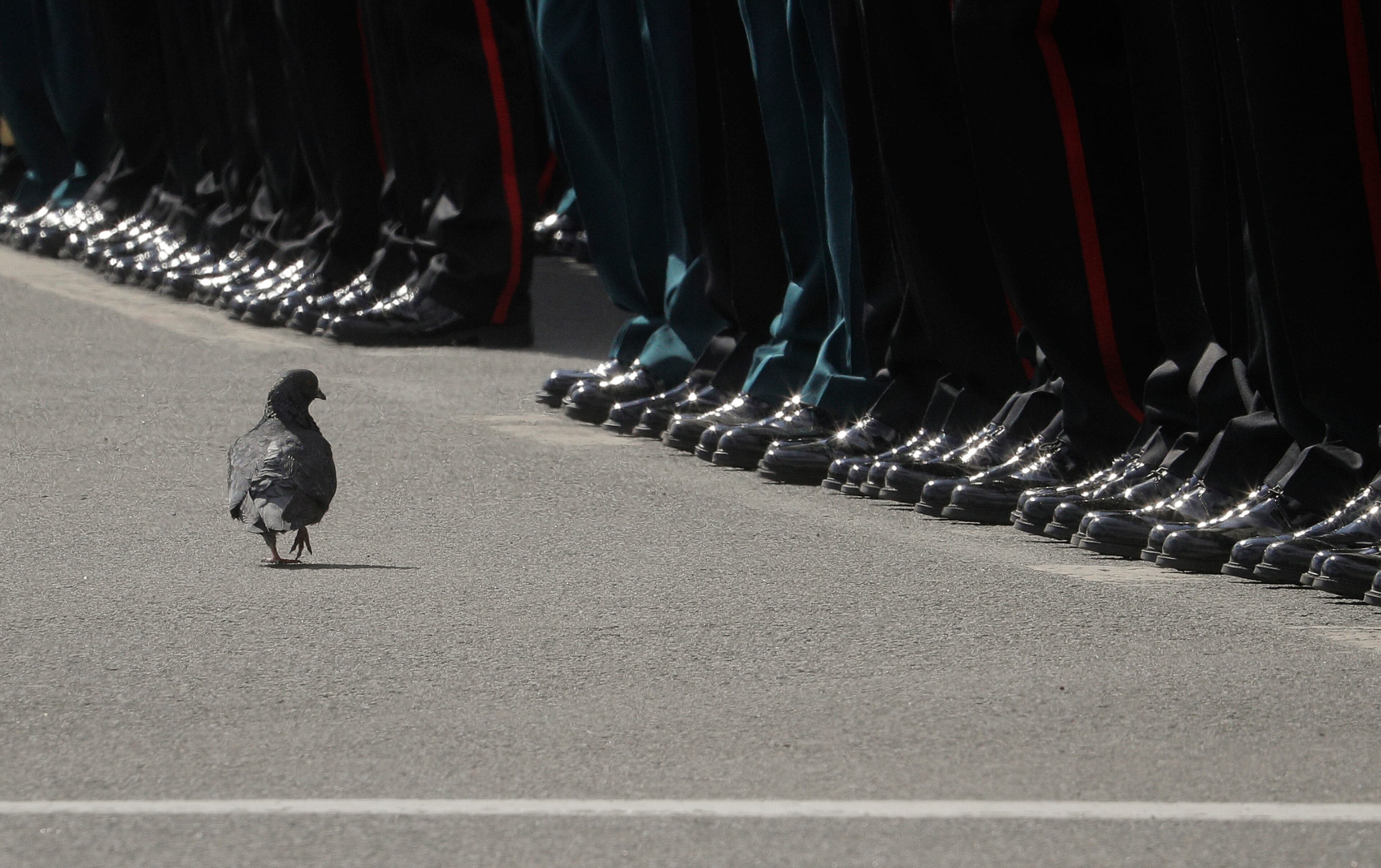 A pigeon walks in front of the ranks of soldiers during the Victory Day military parade in St. Petersburg, Russia, on Tuesday, May 9, 2017. Victory Day is Russia's most important secular holiday, commemorating the Red Army's determination and losses in World War II. (AP Photo/Dmitri Lovetsky)