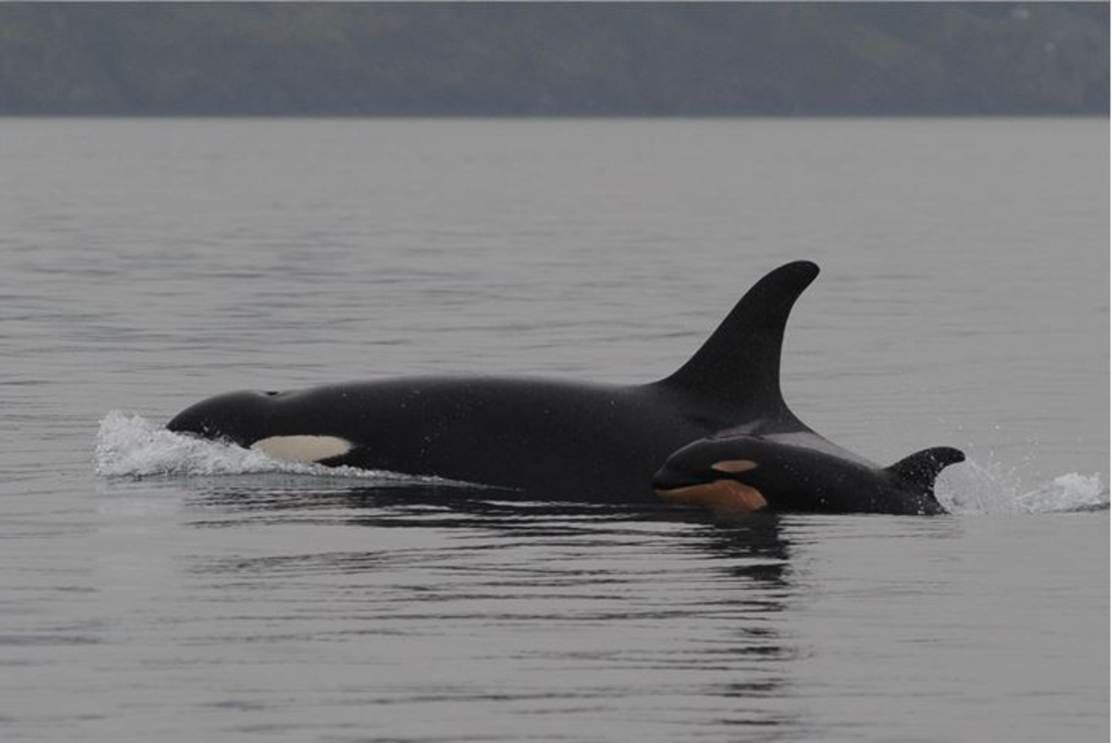 This newest addition to J pod is designated J51, and the presumed mother is thirty-six year old J19. (Photo: Ken Balcomb, Center for Whale Research)