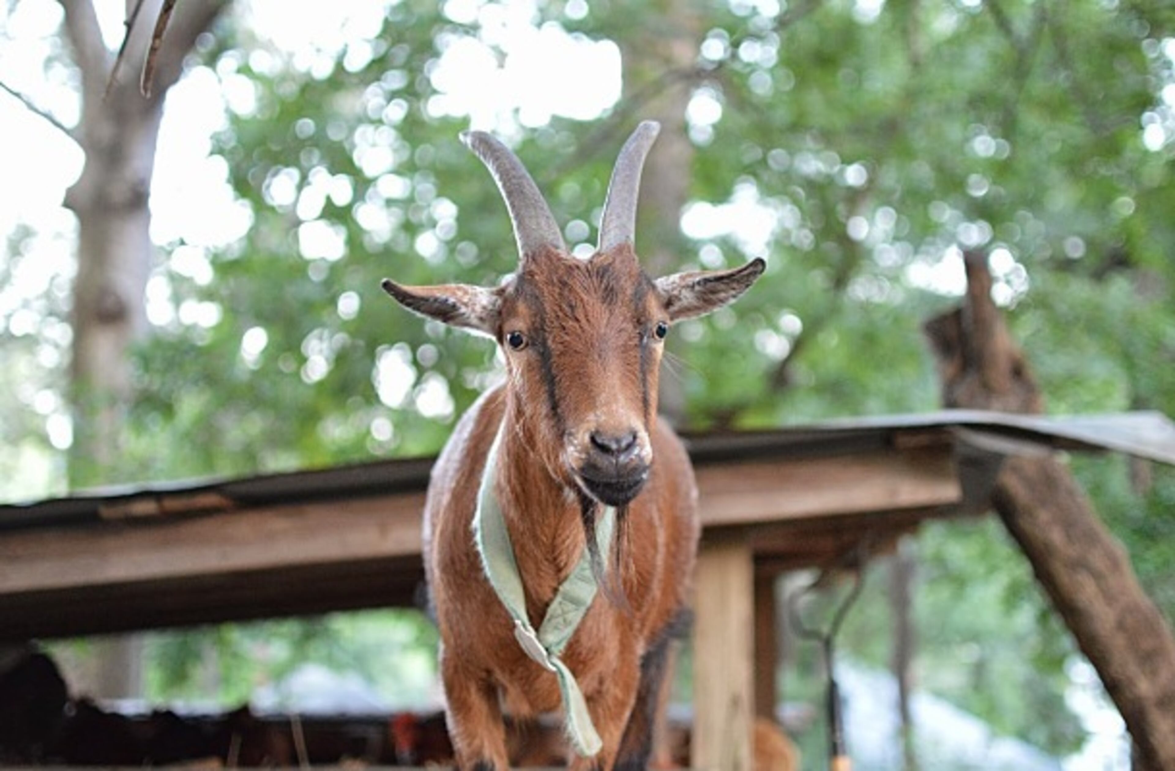 Get Wylde this Sunday at Mulberry Fields.