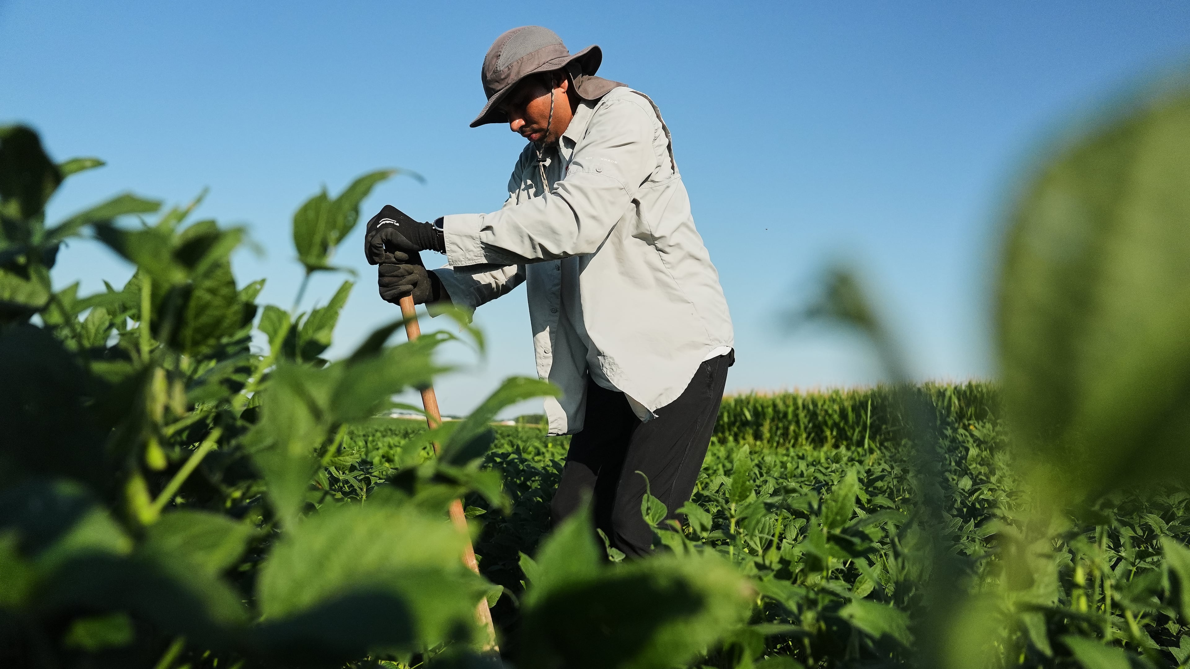 Ashish Rajurkar, a research scientist at the Salk Institute, digs out root samples from genetically-engineered soybeans Tuesday, Sept. 1, 2026, at a research field in Urbana, Ill. (AP Photo/Joshua A. Bickel)