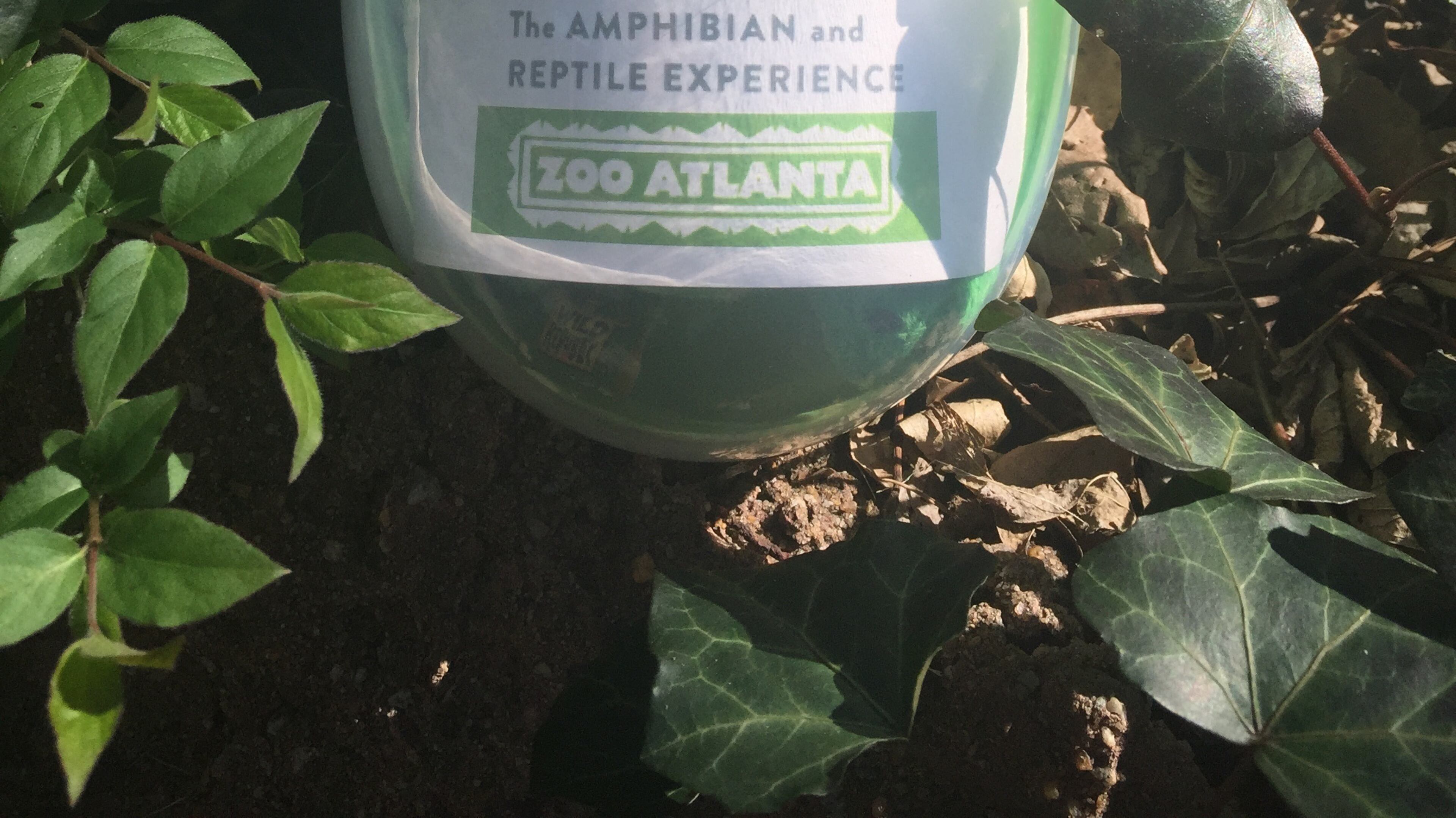 Zoo Atlanta is hiding eggs with free passes inside, in honor of new reptile house.