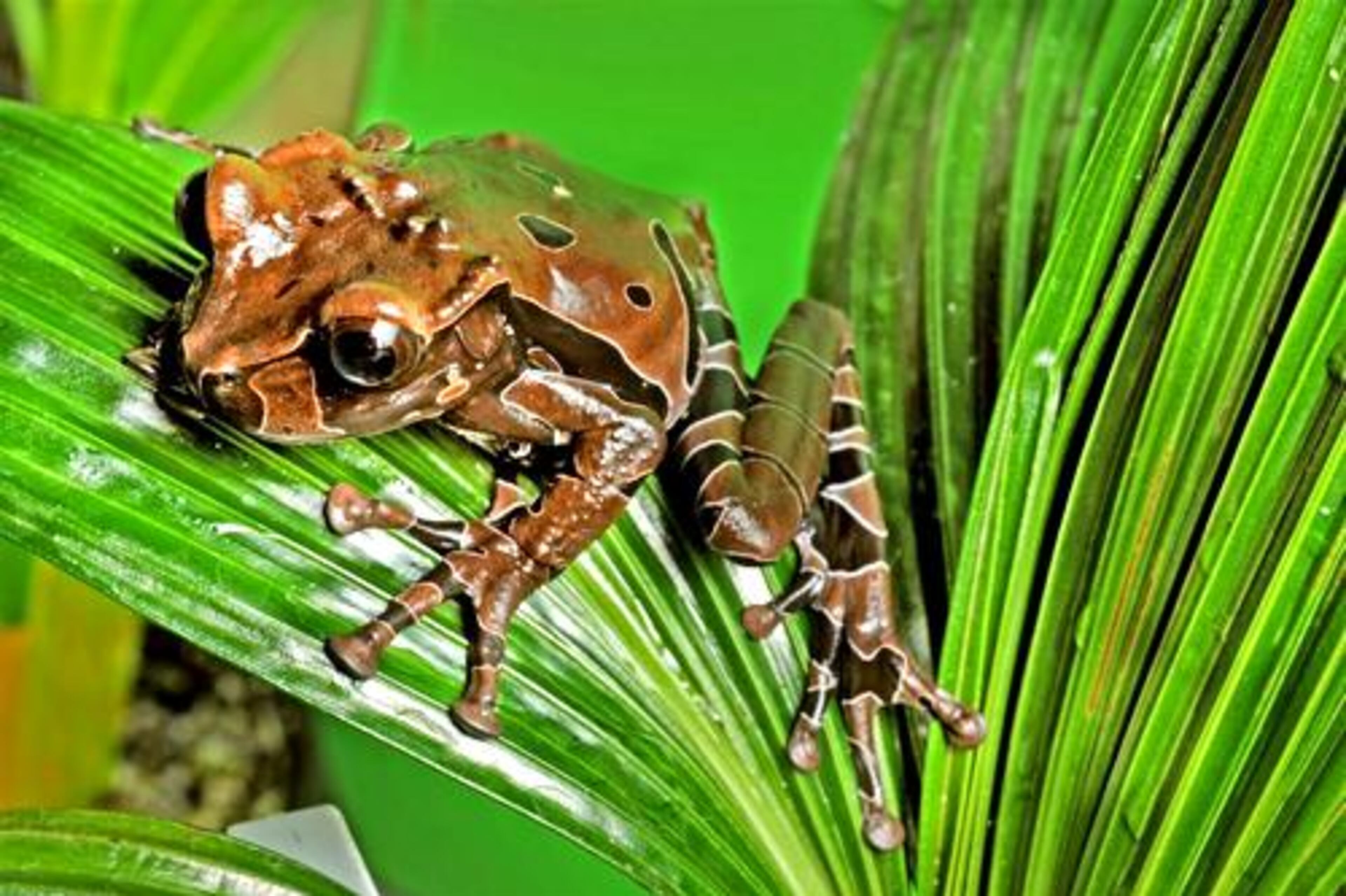 Crowned Tree Frog
