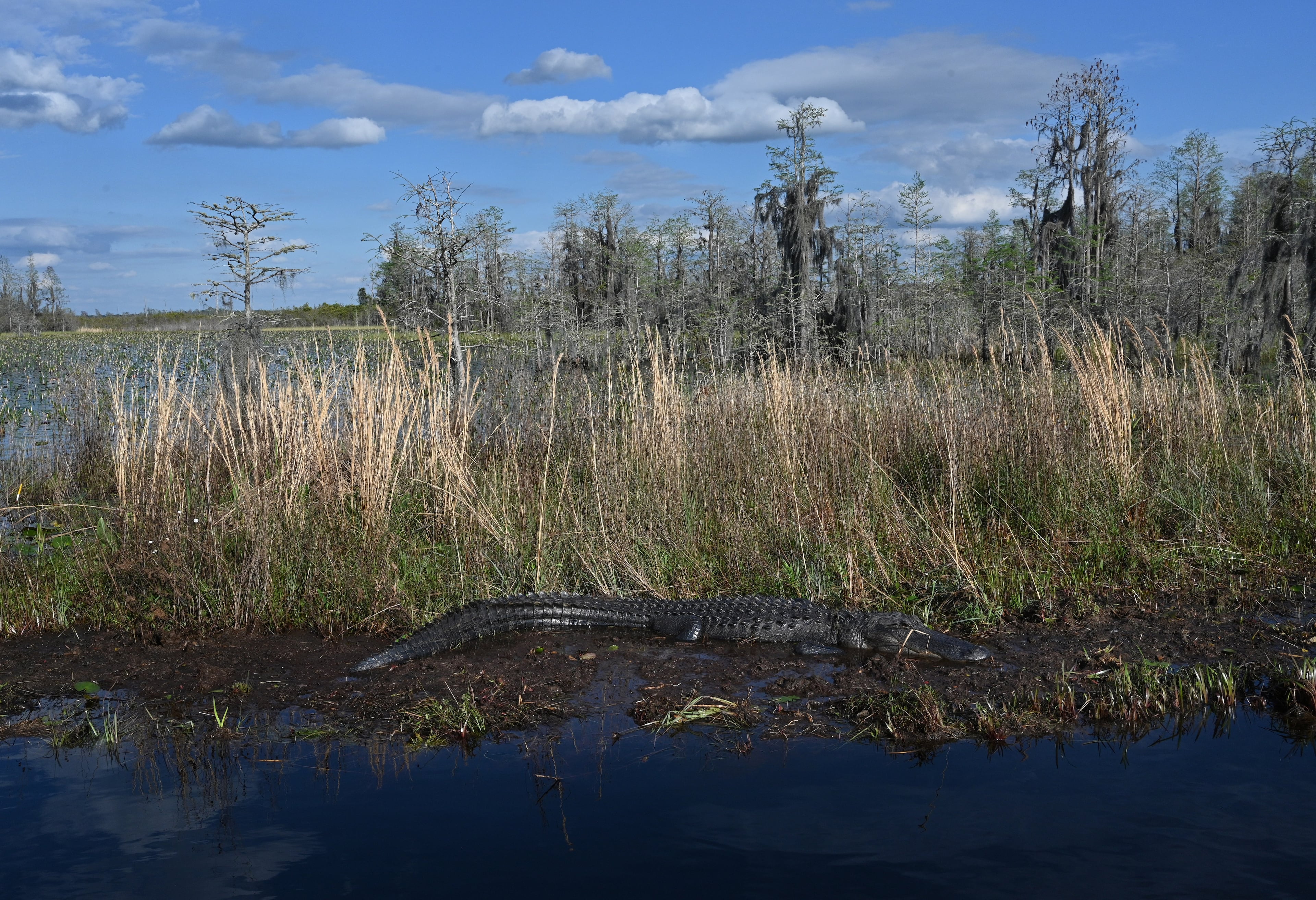 An alligator is seen in the Okefenokee Swamp in March 2024. (Hyosub Shin/AJC 2024)