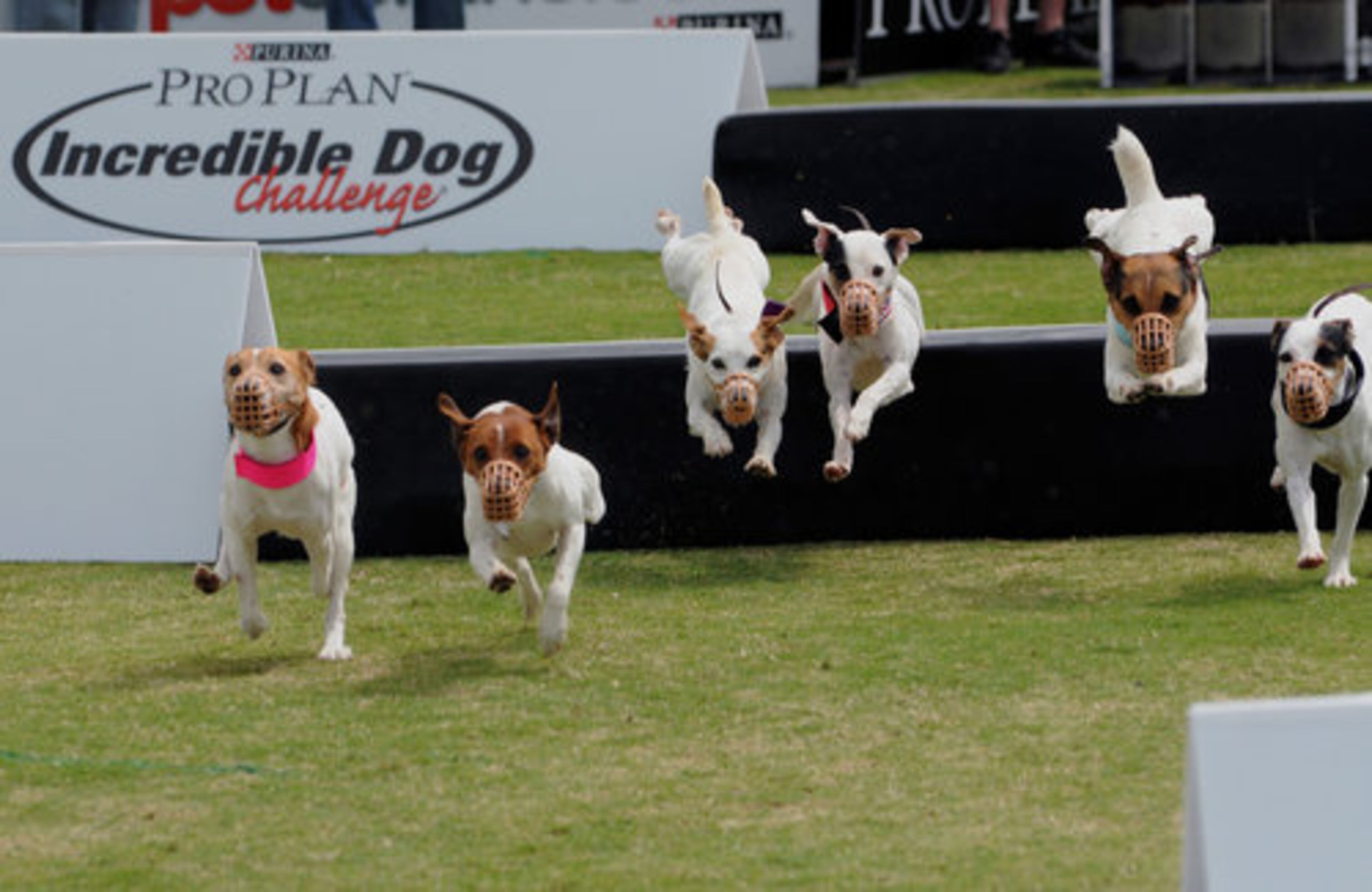 Jack Russells compete in a fast-paced hurdle challenge.
